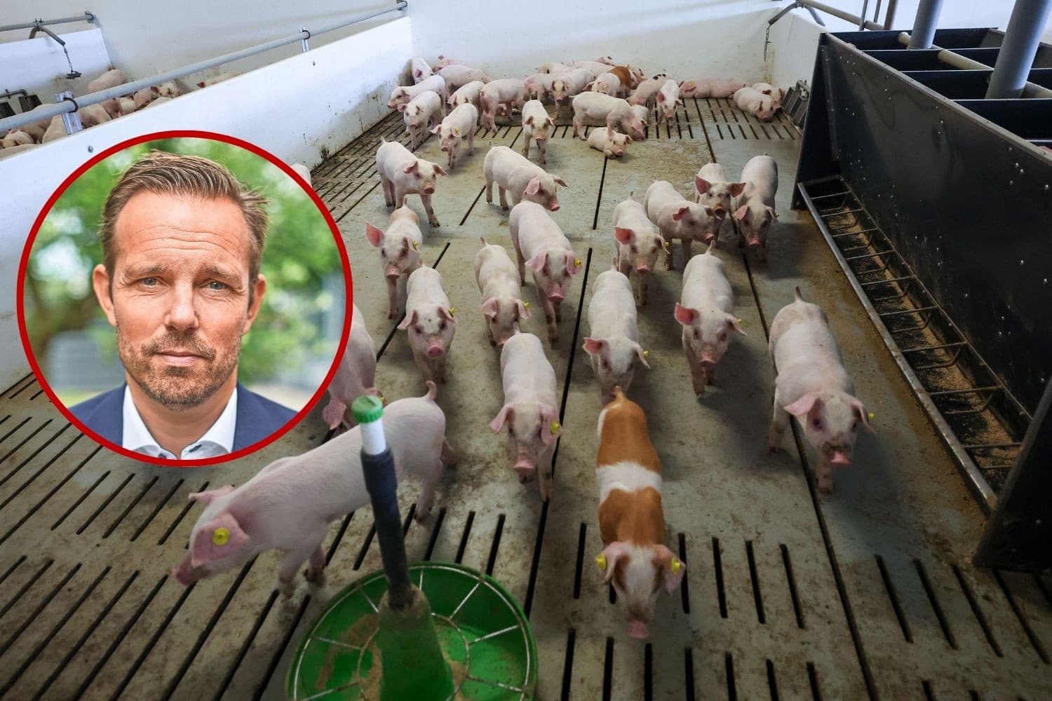 DanBred richt zich op groei in Azië, vooral China. CEO Torben Aarris (inzet) wil genetica verbeteren, efficiënter werken en dichter bij klanten staan. Foto’s: DanBred en Bert Jansen, beeldbewerking