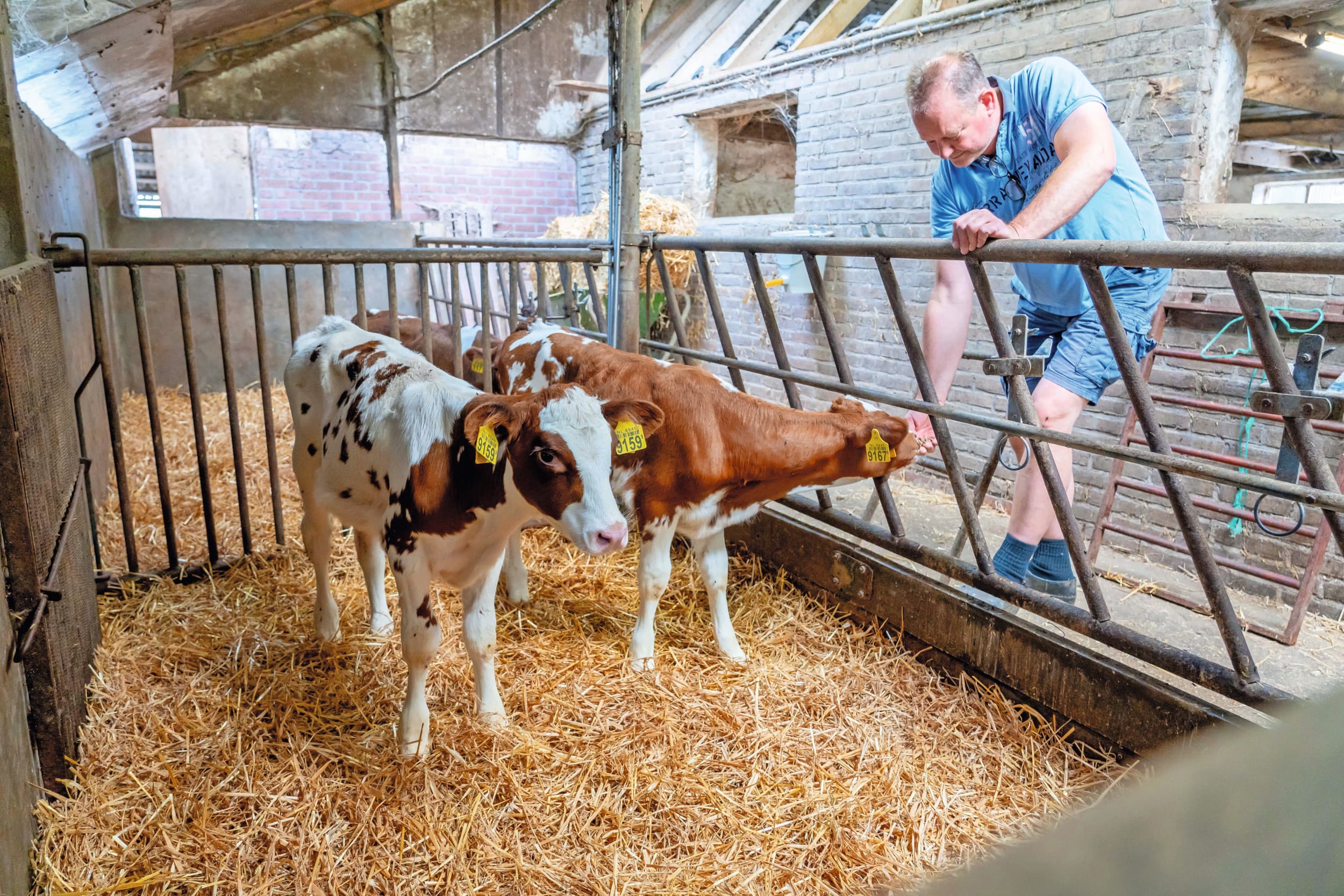Steeds meer boeren gebruiken sperma van hoornloze stieren. Deze kalveren zijn afkomstig uit een paring met een homozygoot hoornloze stier en zijn dus zelf ook hoornloos. Foto: Jan Willem Schouten