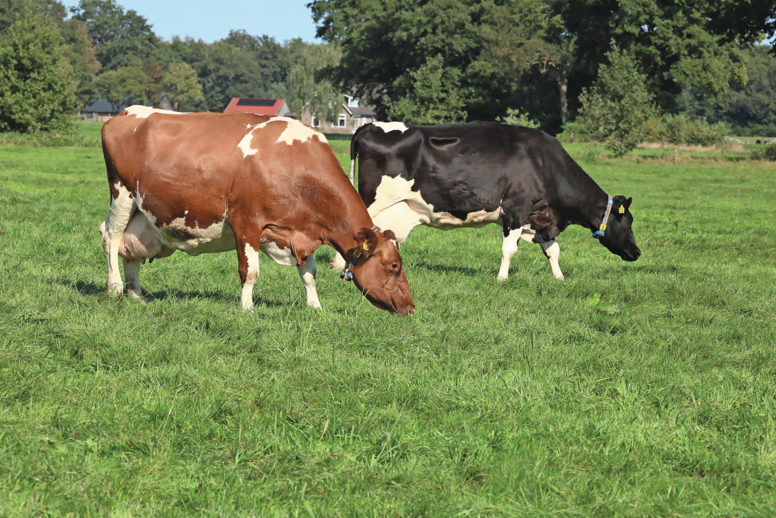 fokkerij melkveehouderij stieren