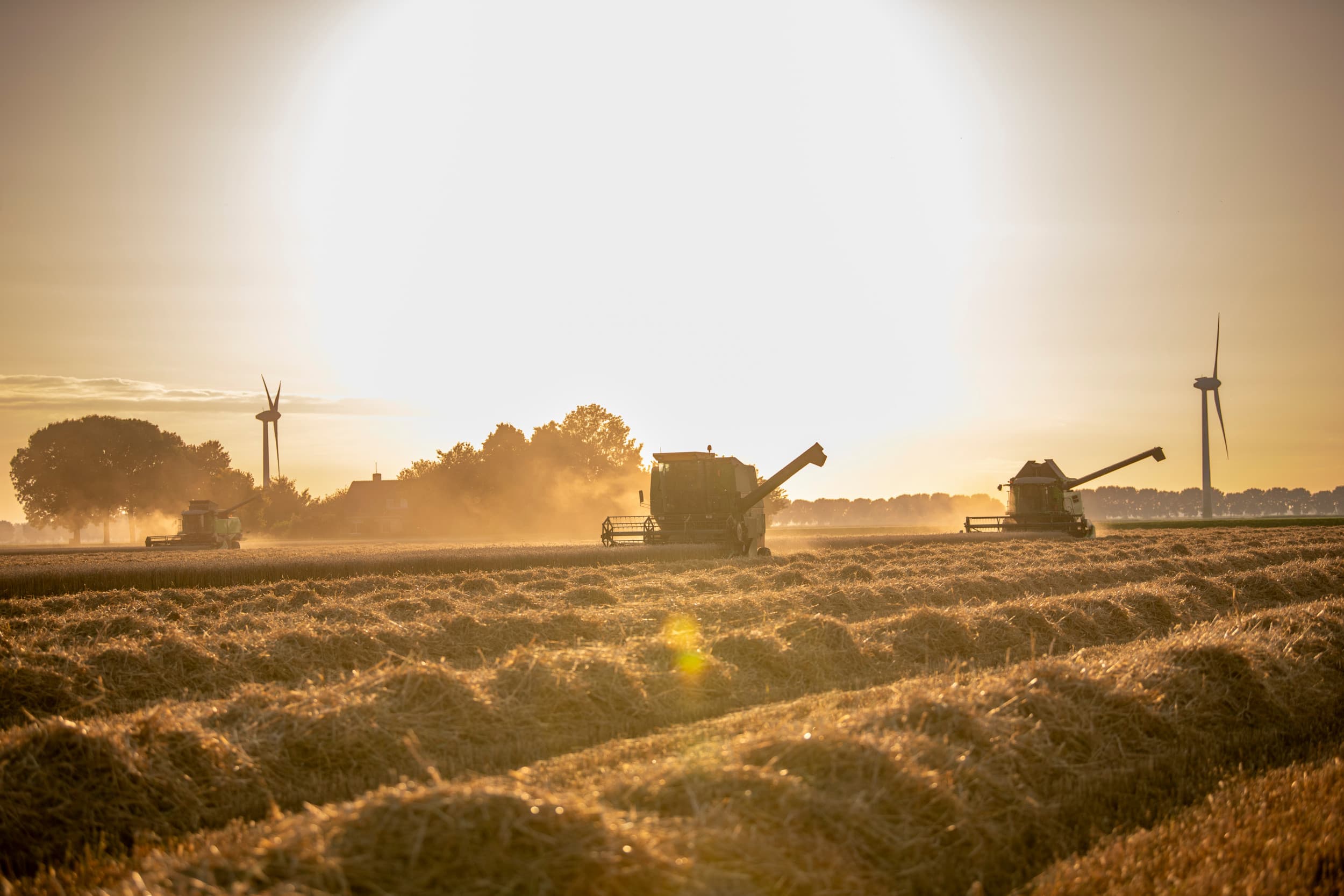 Flevoland, donderdag 17 juli: nog tot laat in de avond gaat de oogst door bij Schüssler in Lelystad met drie machines op een perceel. Iets te vochtig, maar ze willen het er vóór de regen af hebben. Foto: Mark Pasveer