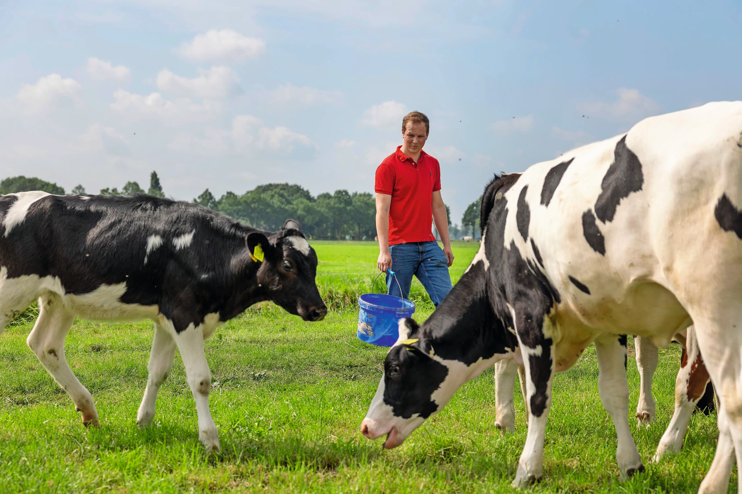 Koeien worden bij familie Van Loon flink oud. Gemiddeld ruim 9 jaar bij afvoer. Dat lukt onder meer door dieren veel weidegang te geven. “Beweging is belangrijk.”