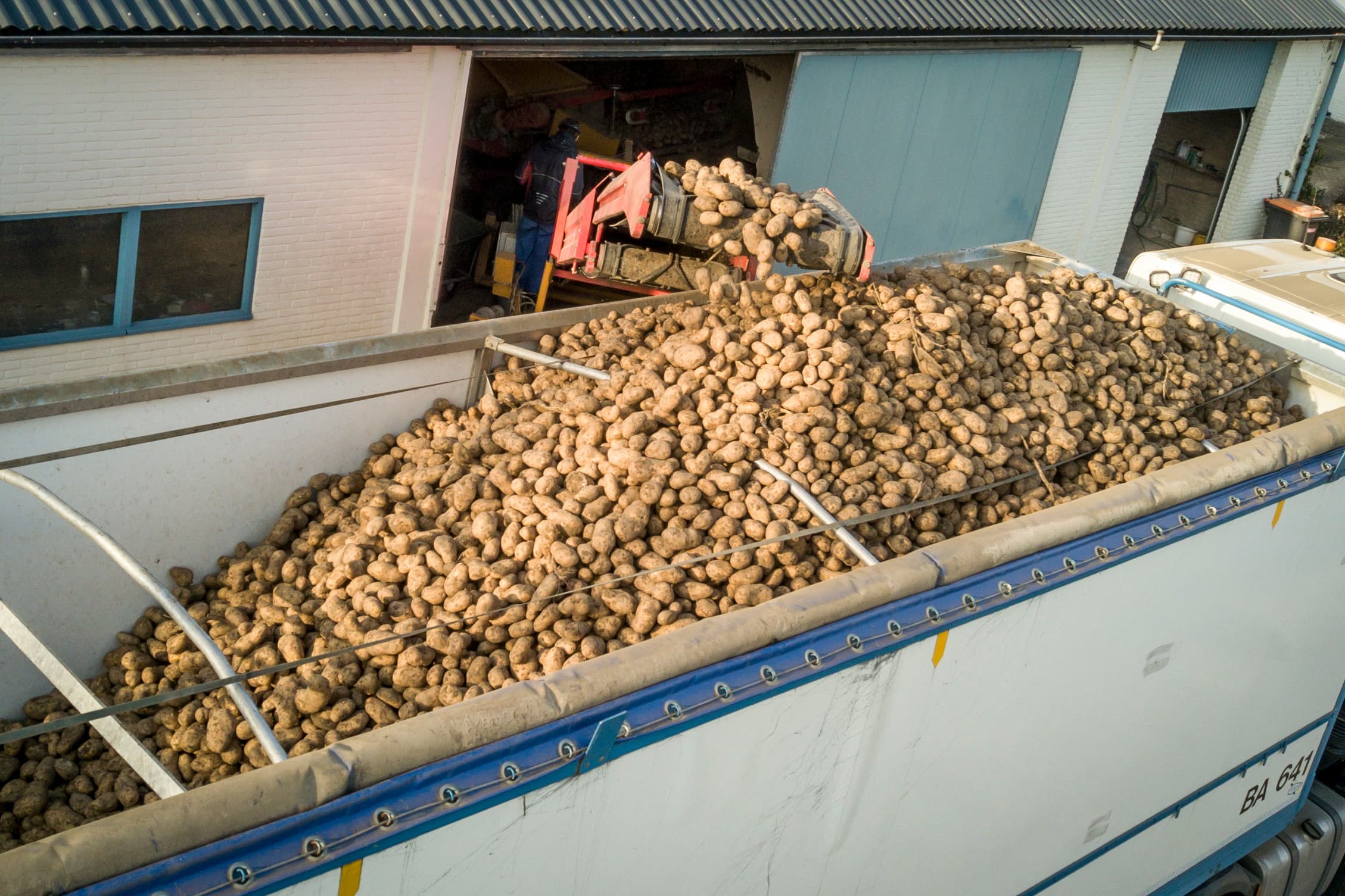 Het laden van fritesaardappelen. Fritesaardappelen leveren opnieuw nauwelijks iets op. Telers trekken een pijnlijke vergelijking met het coronajaar 2020. Foto: Koos Groenewold