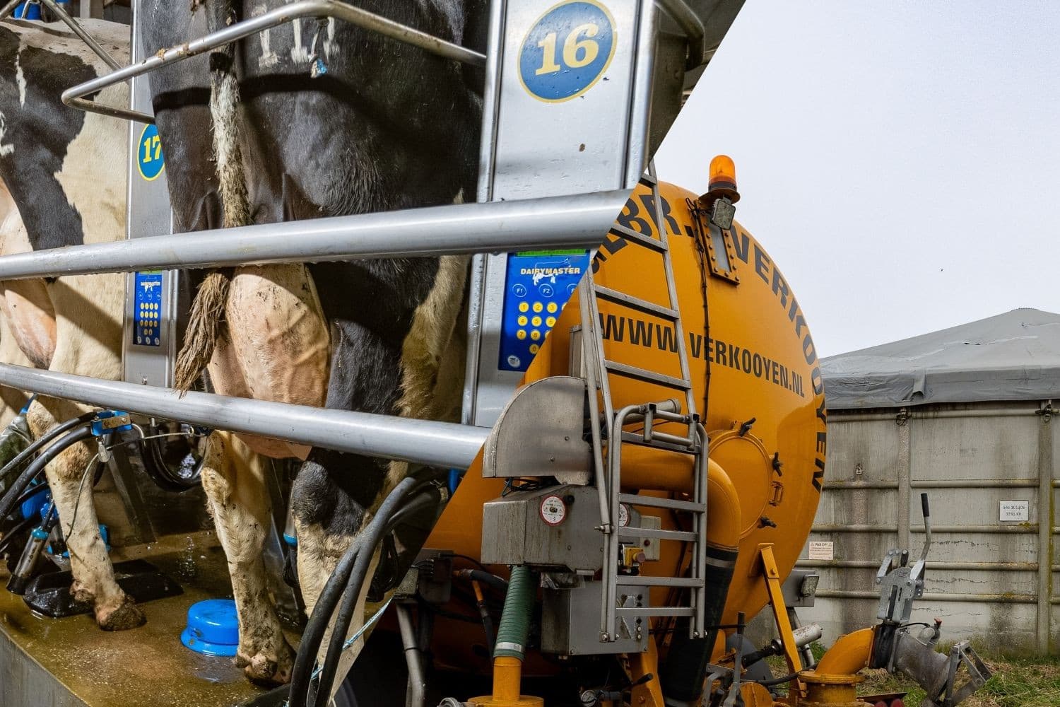 De melkprijs is gunstig, maar stijgende kosten voor mestafvoer en rente maken alert ondernemen noodzakelijk. Foto’s: Andrea van Schaik Fotografie en Peter Roek, beeldbewerking