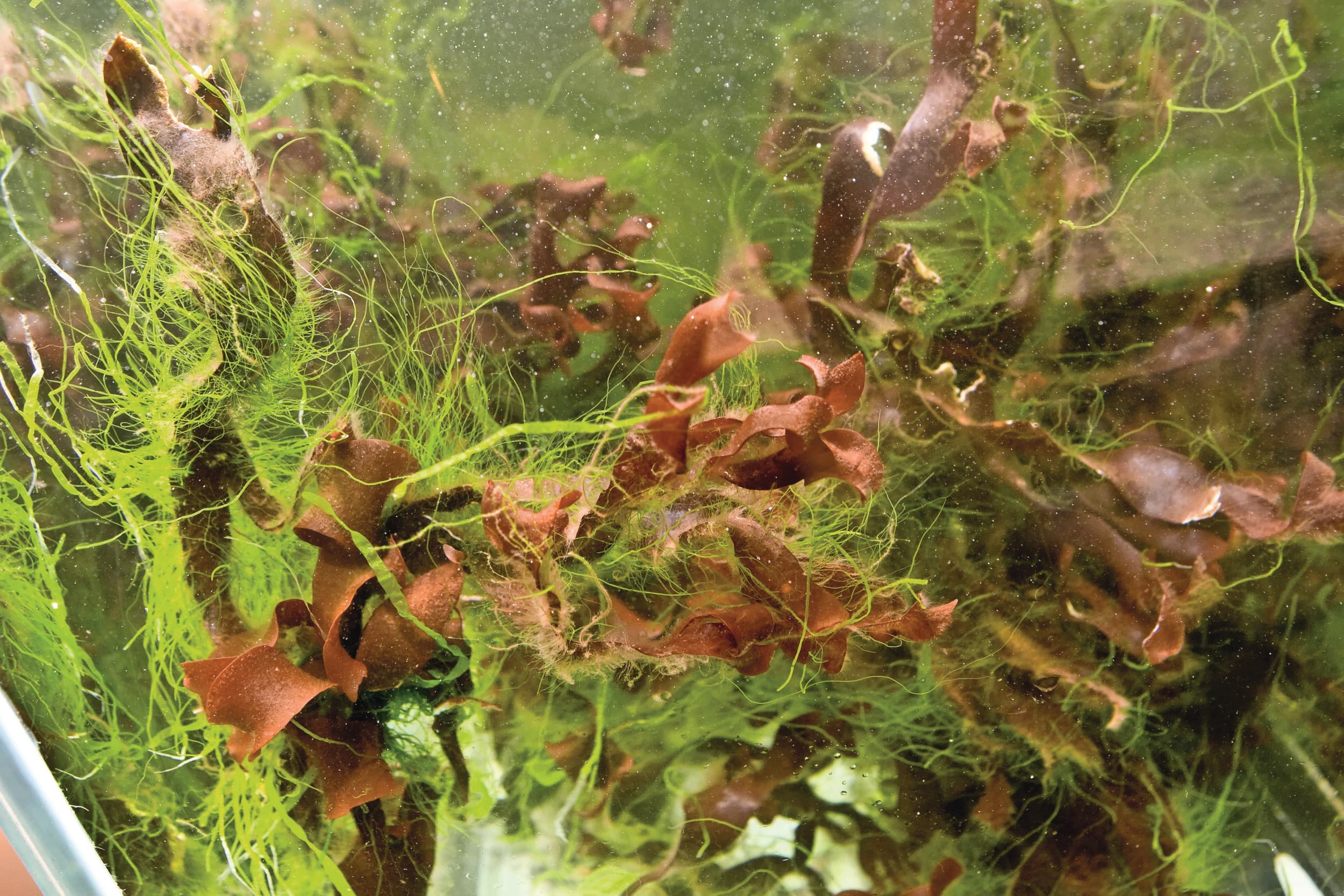 Zeewier. Een energiemaatschappij adverteert met Wind Farmed Seaweed Snacks, geteeld in een windpark. Worden we hier geframed? Foto: Koos Groenewold