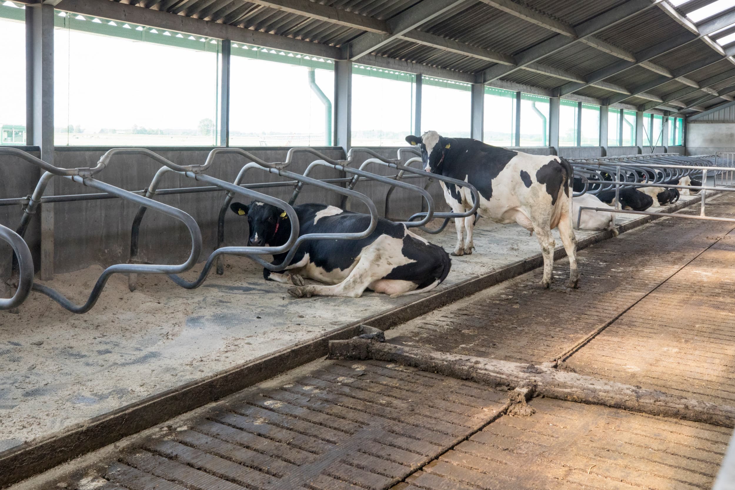 Veel PAS-melders zijn melkveehouders. Intern salderen kan onder meer door aanpassingen in de stal of in het rantsoen. Foto: Koos Groenewold