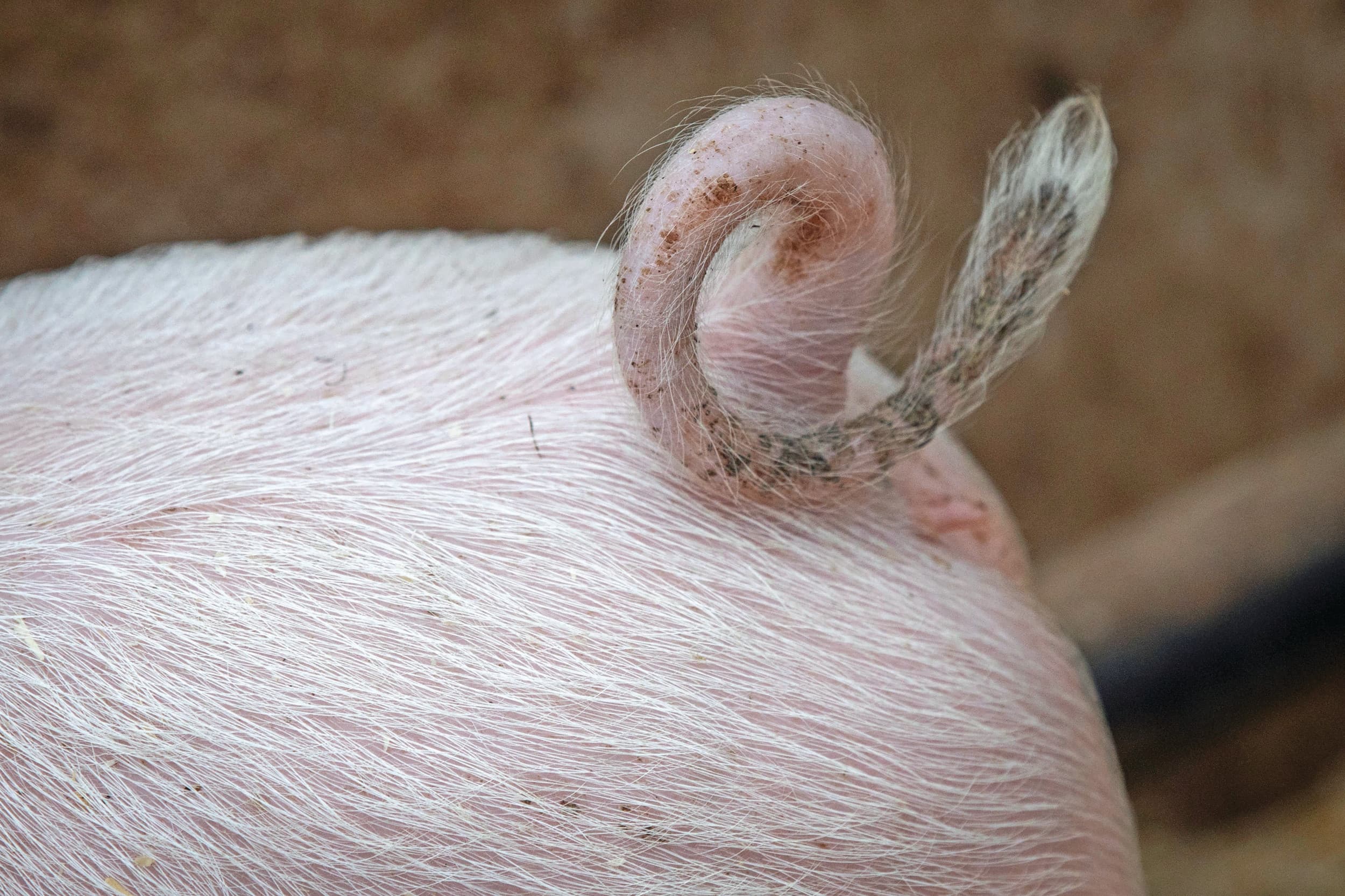 Verbod op couperen varkensstaart op komst. Foto: Koos Groenewold