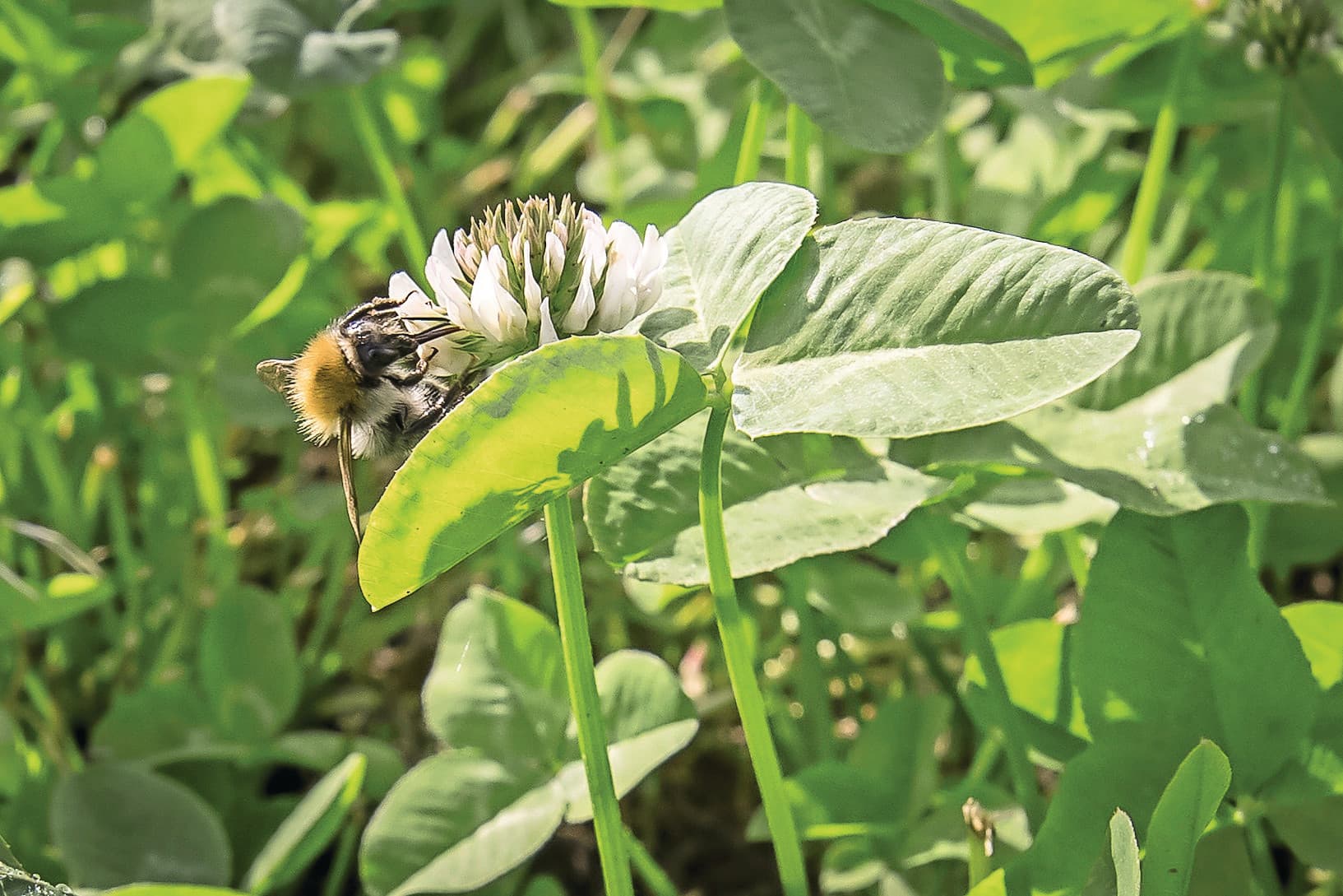 Mensen waarderen dat boeren zorg dragen voor biodiversiteit en een gezonde bodem. Klaveronderzaai laat precies dat zien. Foto: Koos Groenewold