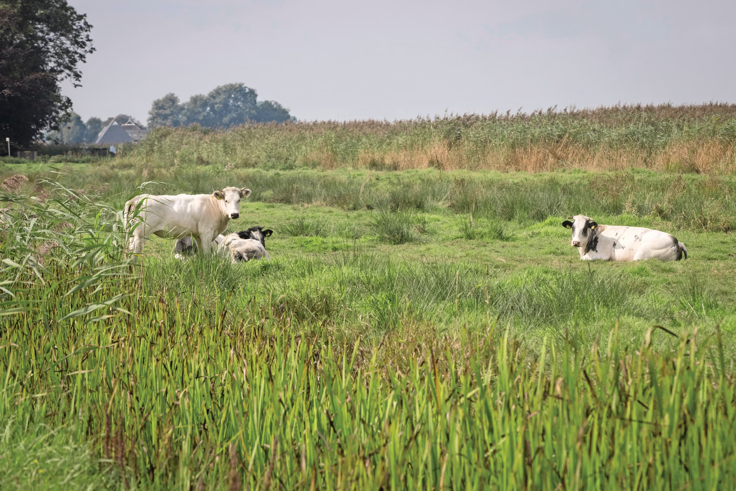 Ter illustratie, niet het desbetreffende bedrijf. Extensief weiden in de buurt van Natura 2000. Foto: Koos Groenewold