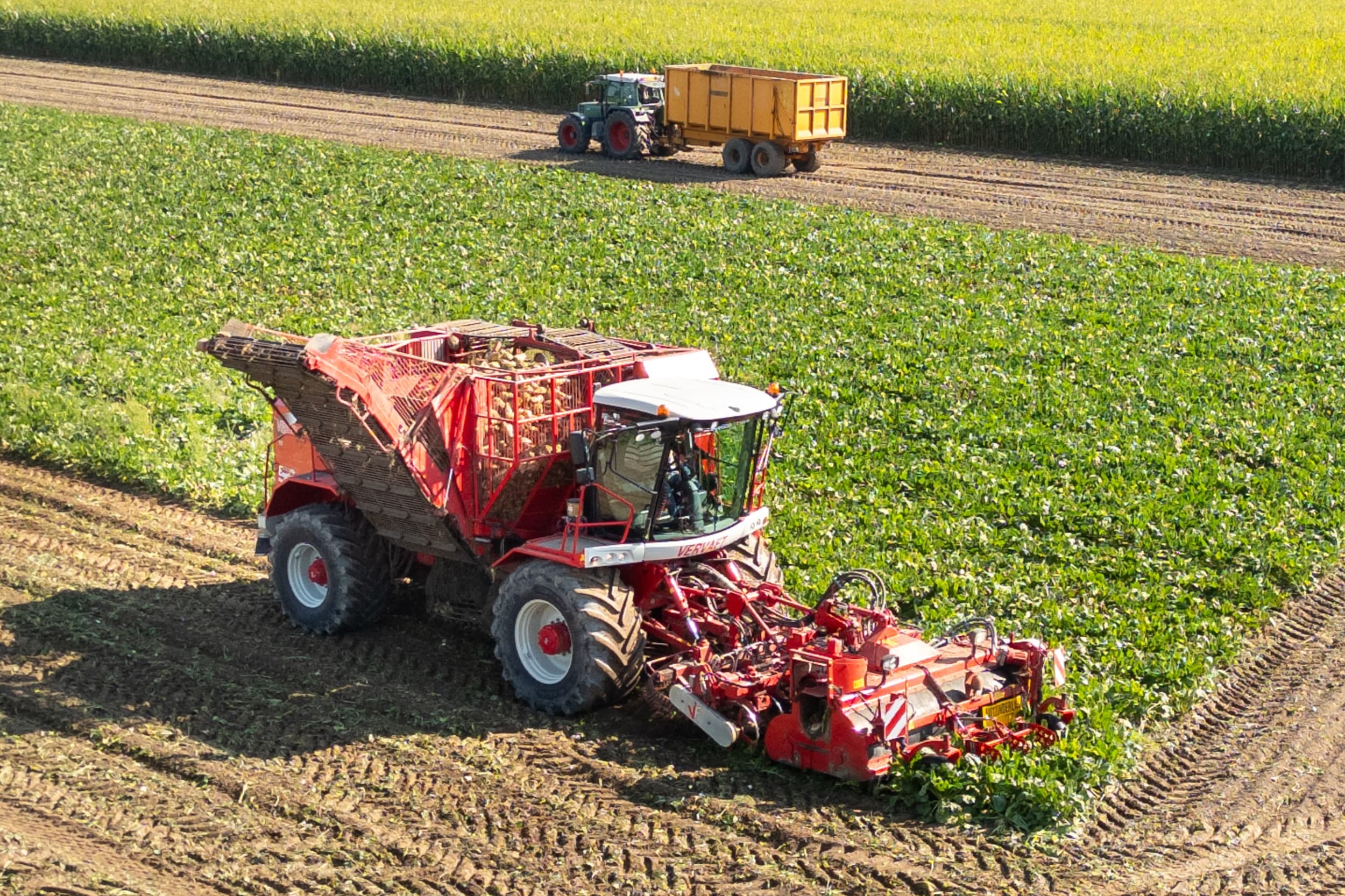 Acetamipride wordt toegepast in suikerbieten, maar in Frankrijk is het middel verboden. Boeren verzetten zich tegen invoer van producten die er nog wel mee zijn behandeld. Foto: Koos Groenewold