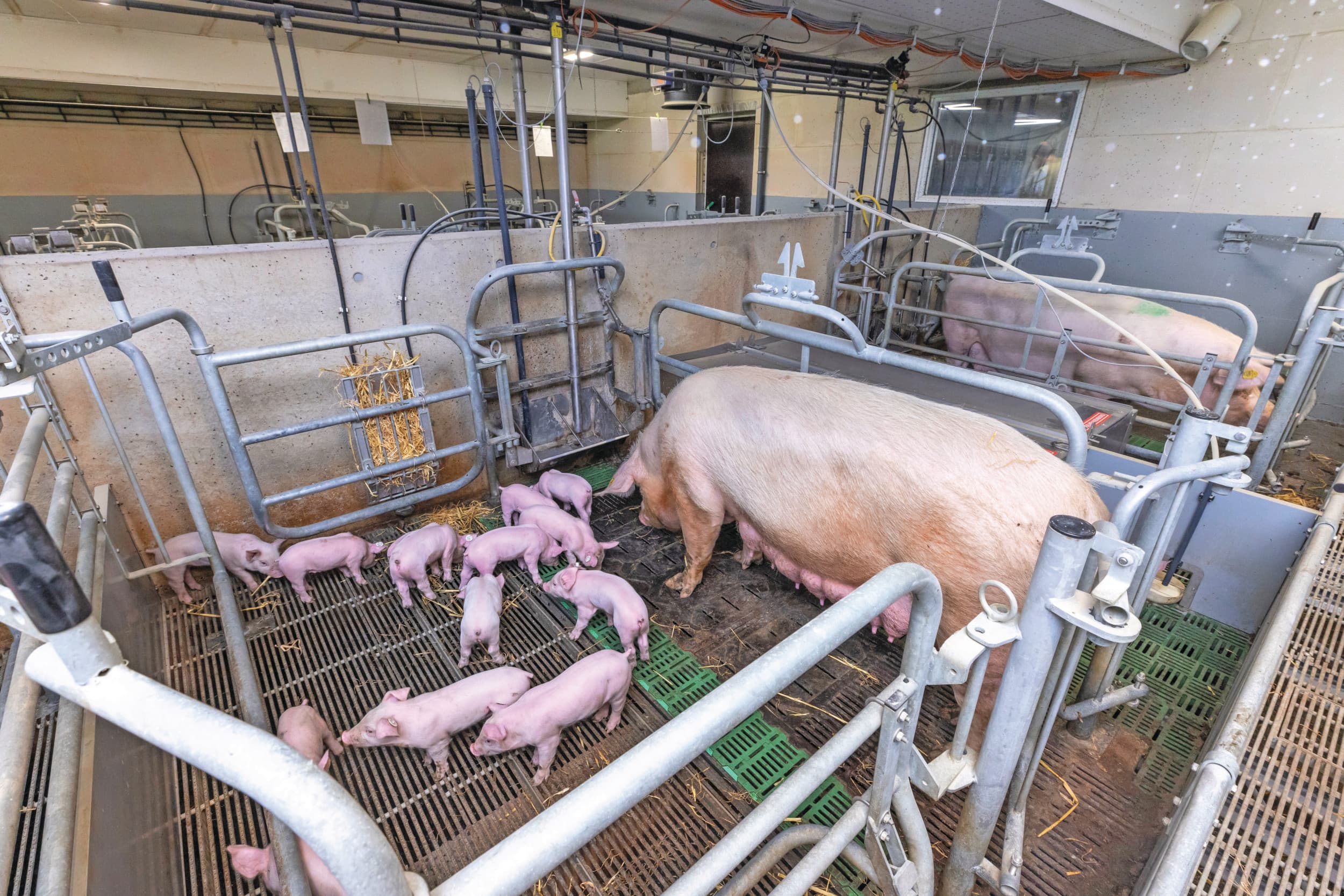 kosten dierenwelzijn varkenshouderij