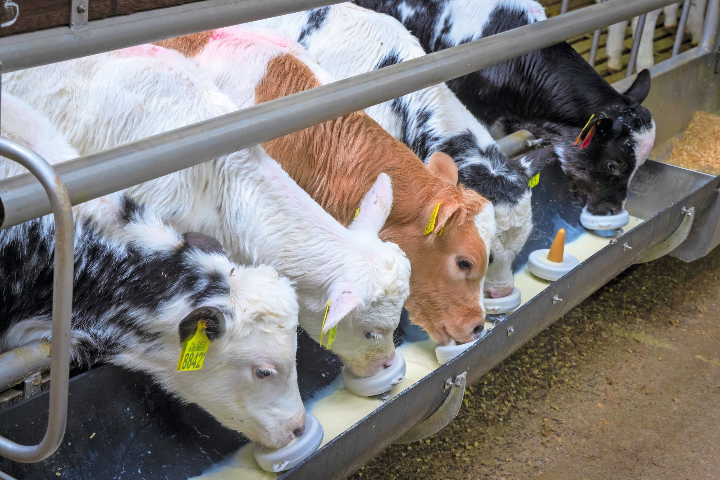dierrechten kalverhouderij