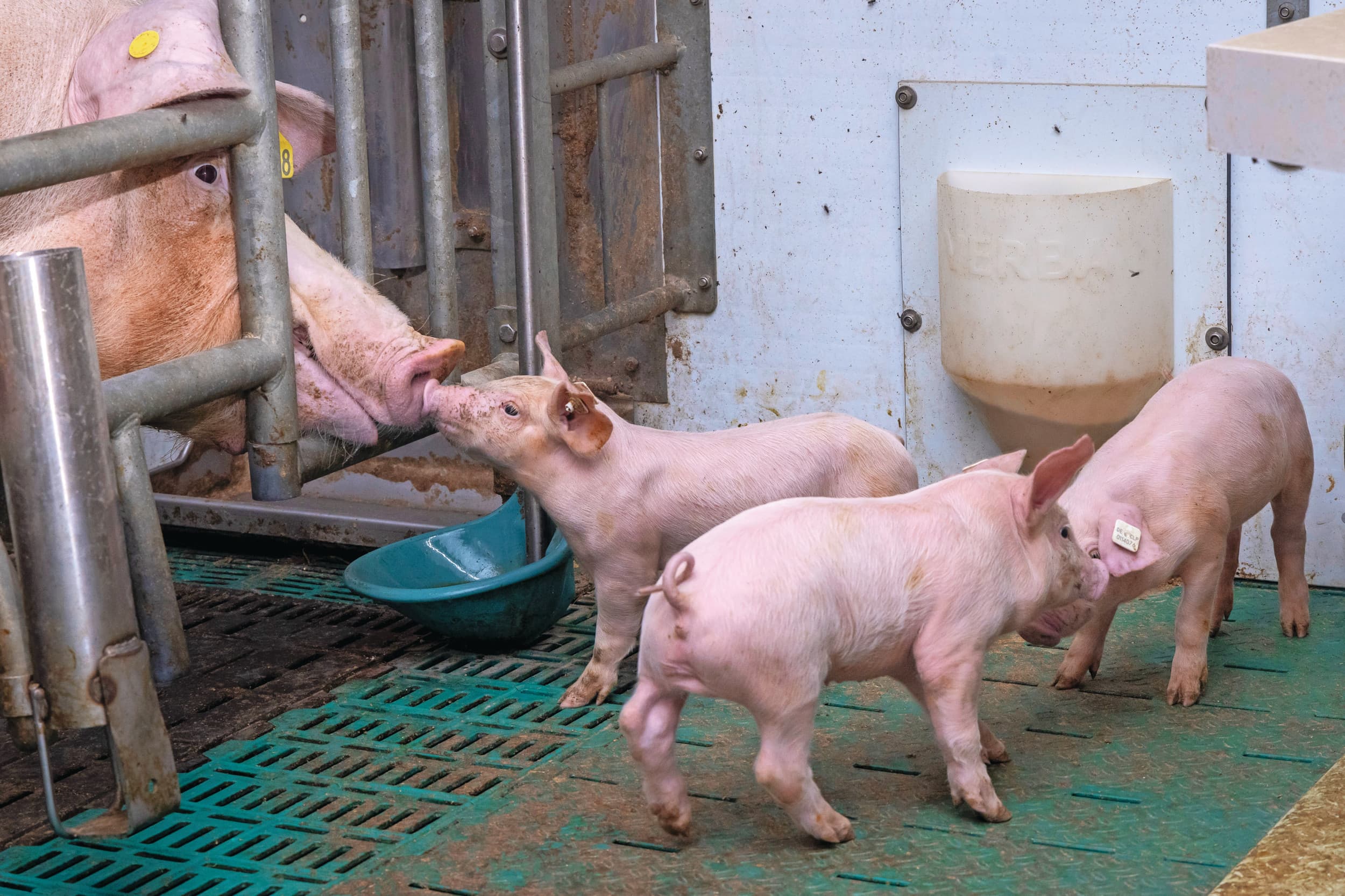 Varkens met krulstaarten. PvdD wil eigenlijk dat het couperen van varkensstaarten per direct niet meer mag. De Raad van State oordeelt dat haar wetsvoorstel onvoldoende overgangstermijn biedt, waarna de politica haar wetsvoorstel heeft aangepast. Foto: Koos Groenewold