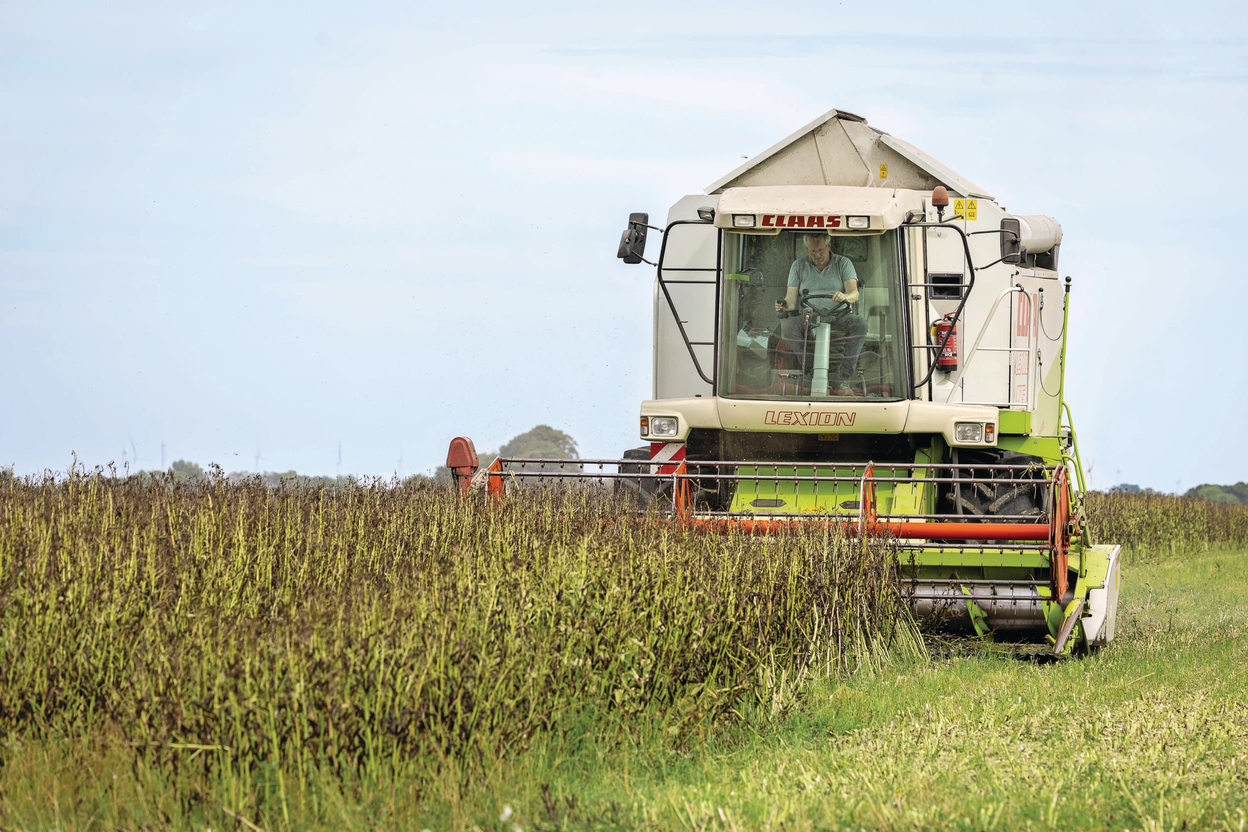 Veldbonen worden geoogst in Usquert. Foto: Koos Groenewold