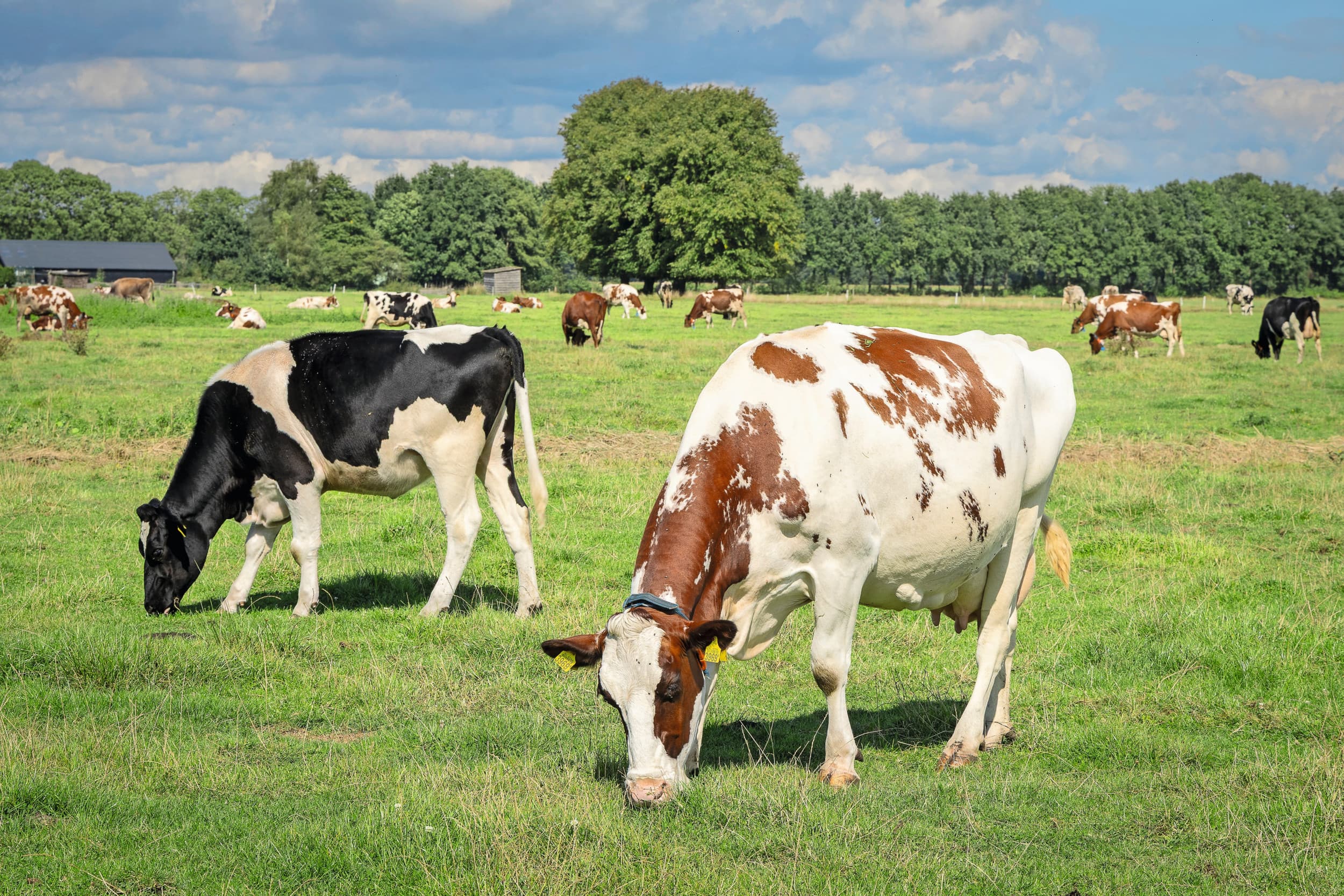 daling areaal grasland melkveehouderij