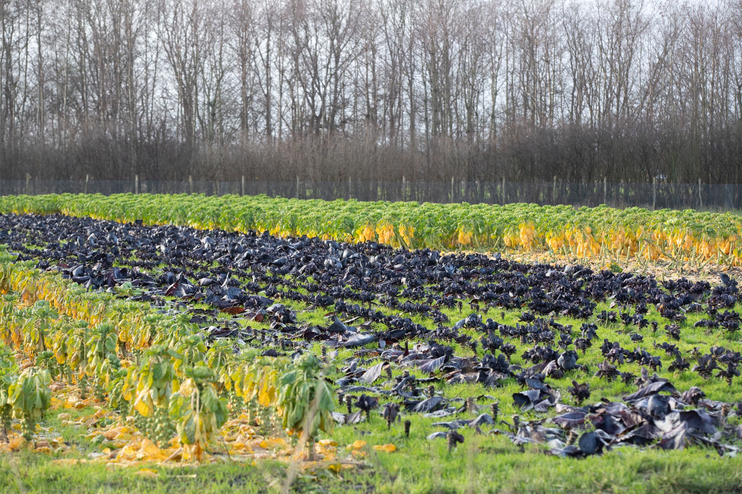 Kool bij een Herenboerderij, foto ter illustratie. Stichting Herenboeren NL ondersteunt coöperatieve Herenboerderijen in Nederland met kennis, organisatie en begeleiding bij opstart en uitvoering. Foto: Hans Banus