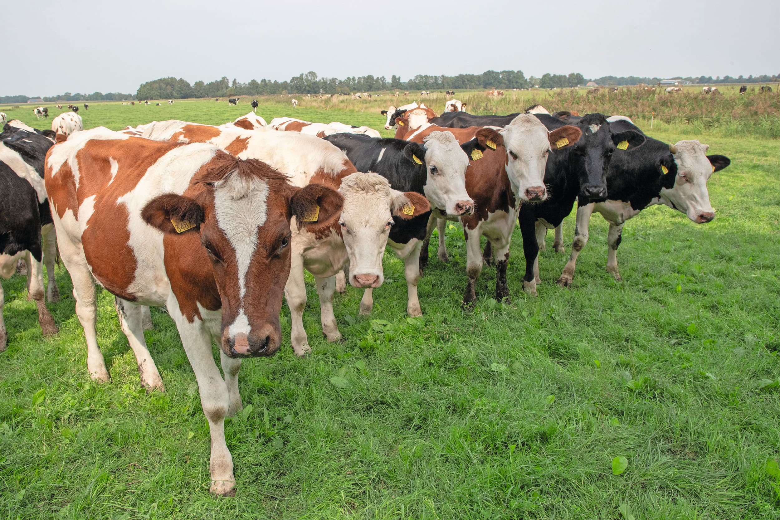 Het initiatiefwetsvoorstel wil zekerheid voor lange termijn geven. Foto: Hans Banus