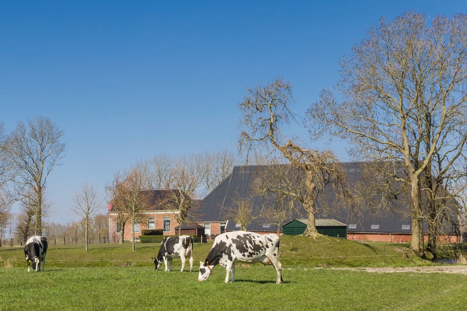 In Groningen herinneren statige boerderijen aan rijke herenboeren van vroeger, terwijl de huidige herenboeren financieel nauwelijks kunnen overleven. Foto: Canva/venemama