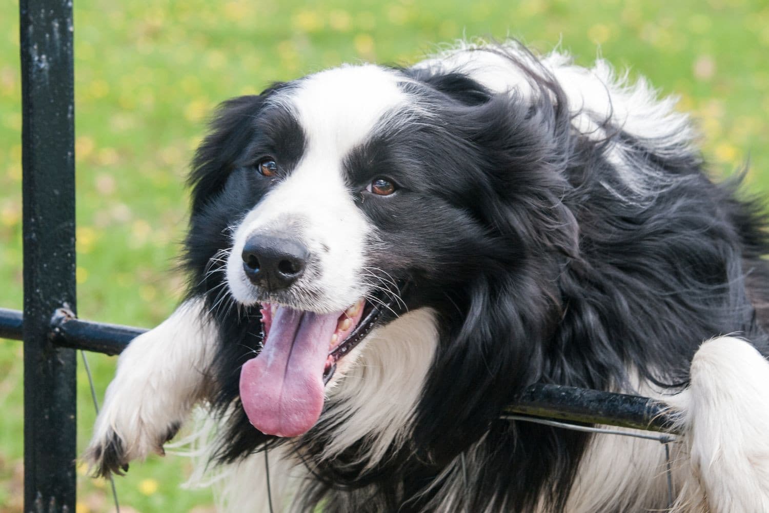 Qlip ziet nauwelijks agressie door melkveehouders bij inspecties. Vaker geven kwaaie honden problemen. Foto: Canva/mikedabell