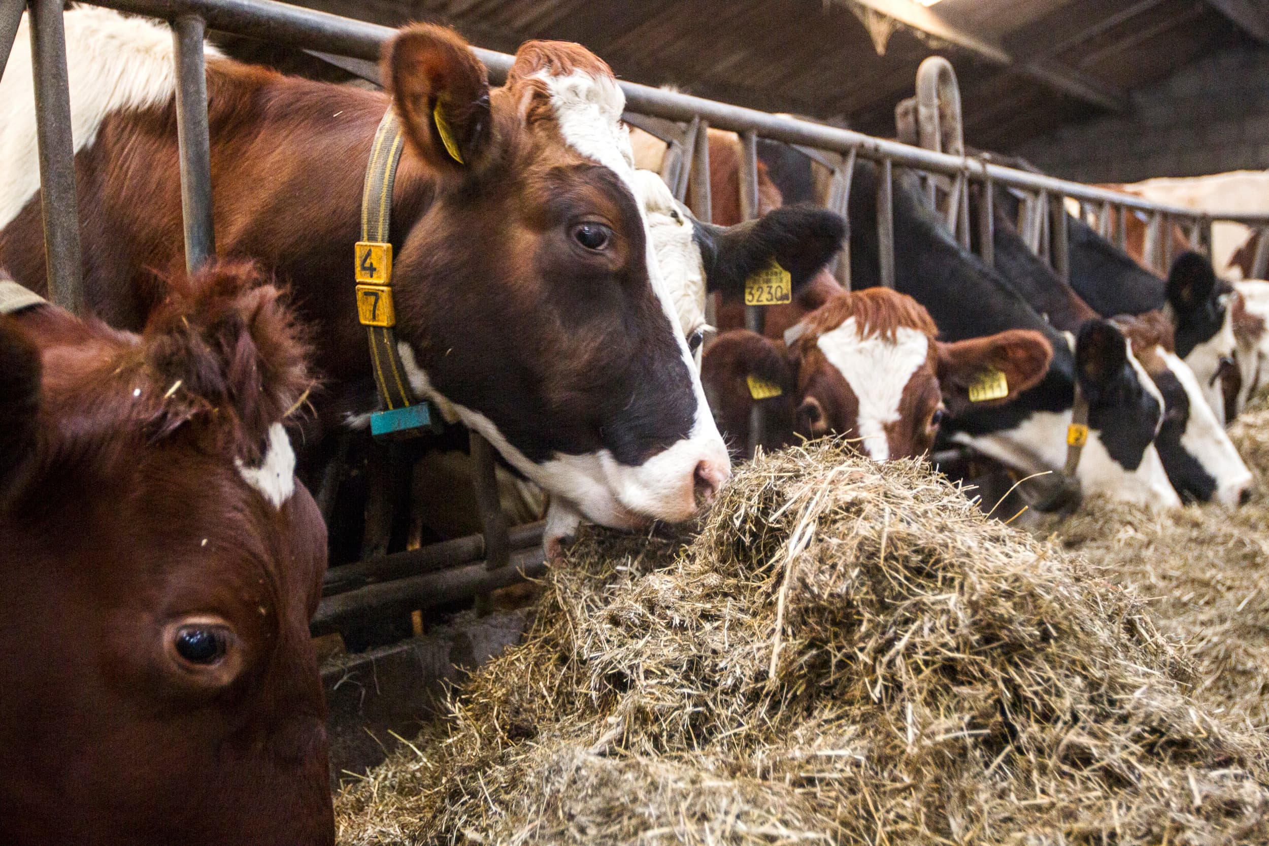Biologische koeien. Belangrijk is dat bio-koeien bespiering en conditie hebben. Het is daarom goed de stiermoeders en stiervaders daar op te selecteren. Foto: Ronald Hissink