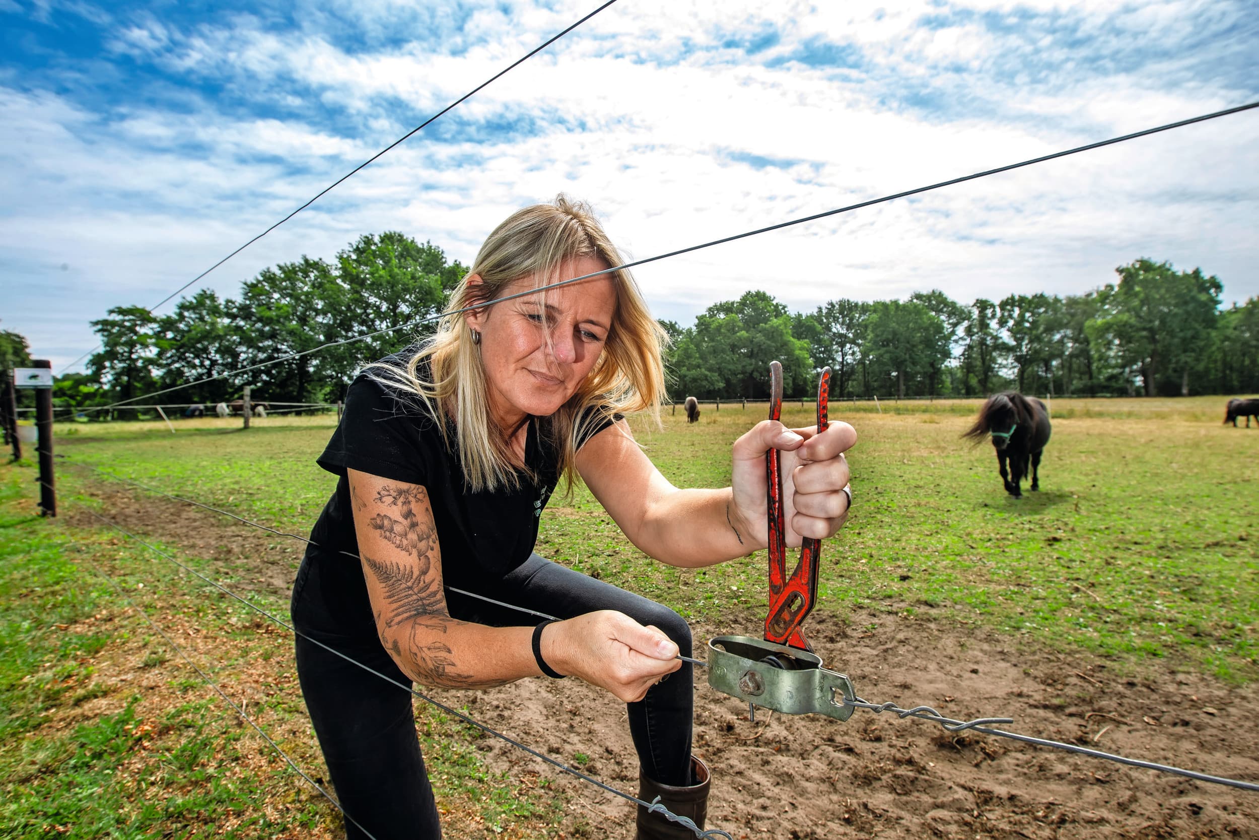 Voorzitter Jeannet Hulshof van Wolf-Fencing Nederland plaatst een wolvenraster. Archieffoto: Ronald Hissink