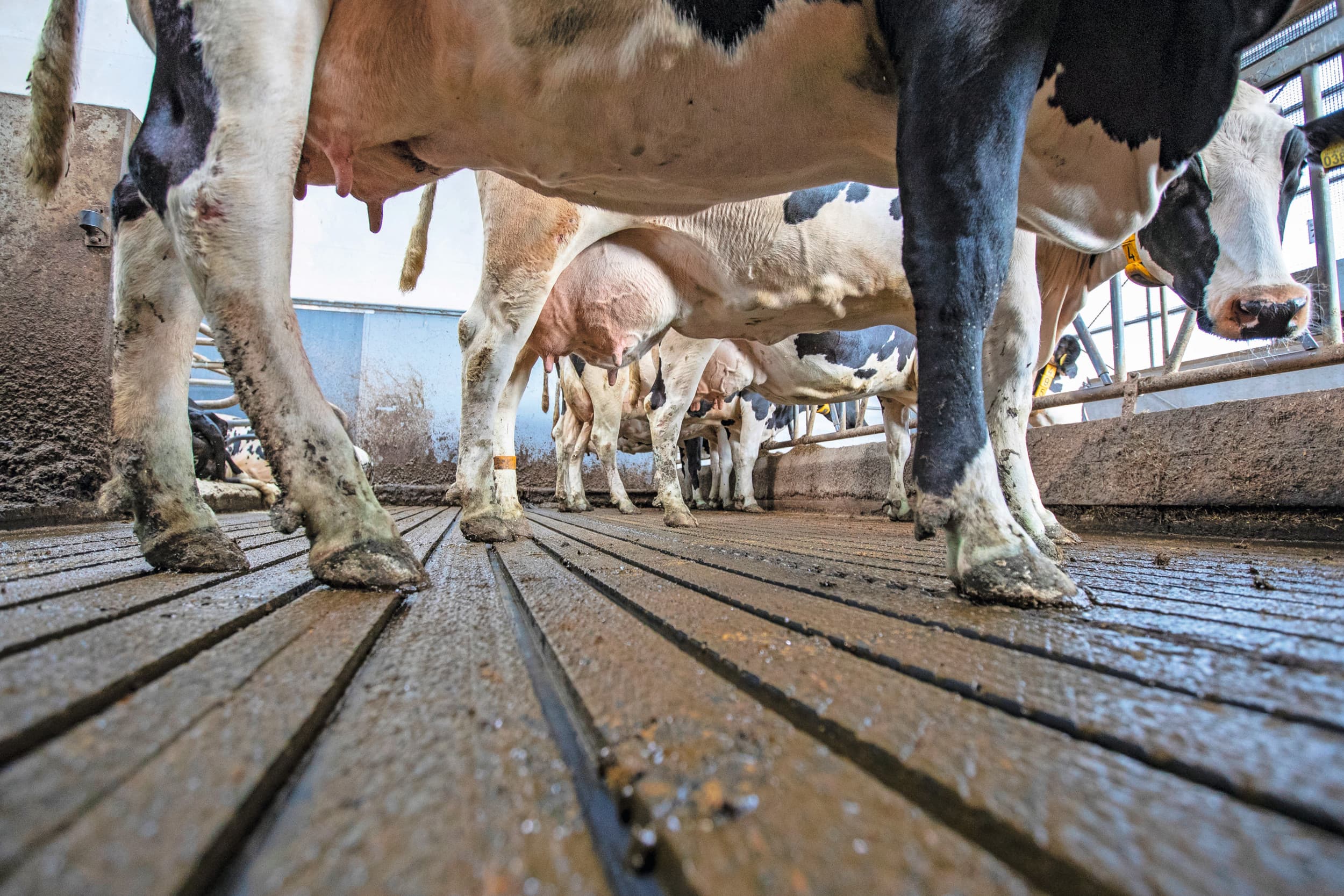 Door aanscherping van gebruiksnormen dierlijke mest en het vervallen van derogatie moeten steeds meer veehouders mest afvoeren. Bewerken op bedrijfsniveau is een optie die in veel gevallen vraagt om dagverse mest. Dit kan met behulp van een dichte vloer. Foto: Ronald Hissink