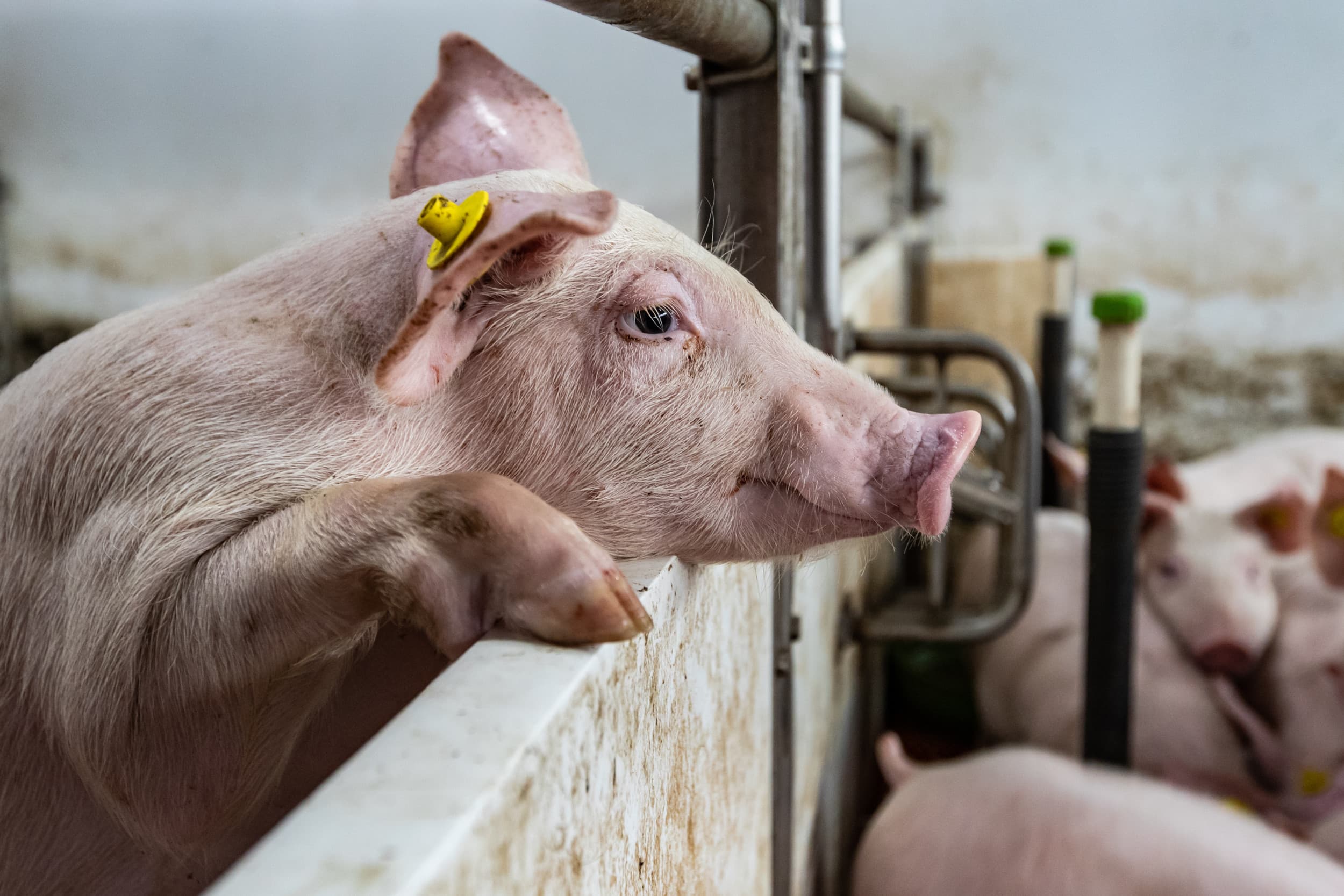 Het aantal varkensslachtingen daalt in zowel Duitsland als Nederland, terwijl het gemiddelde slachtgewicht licht stijgt. Foto: Ronald Hissink