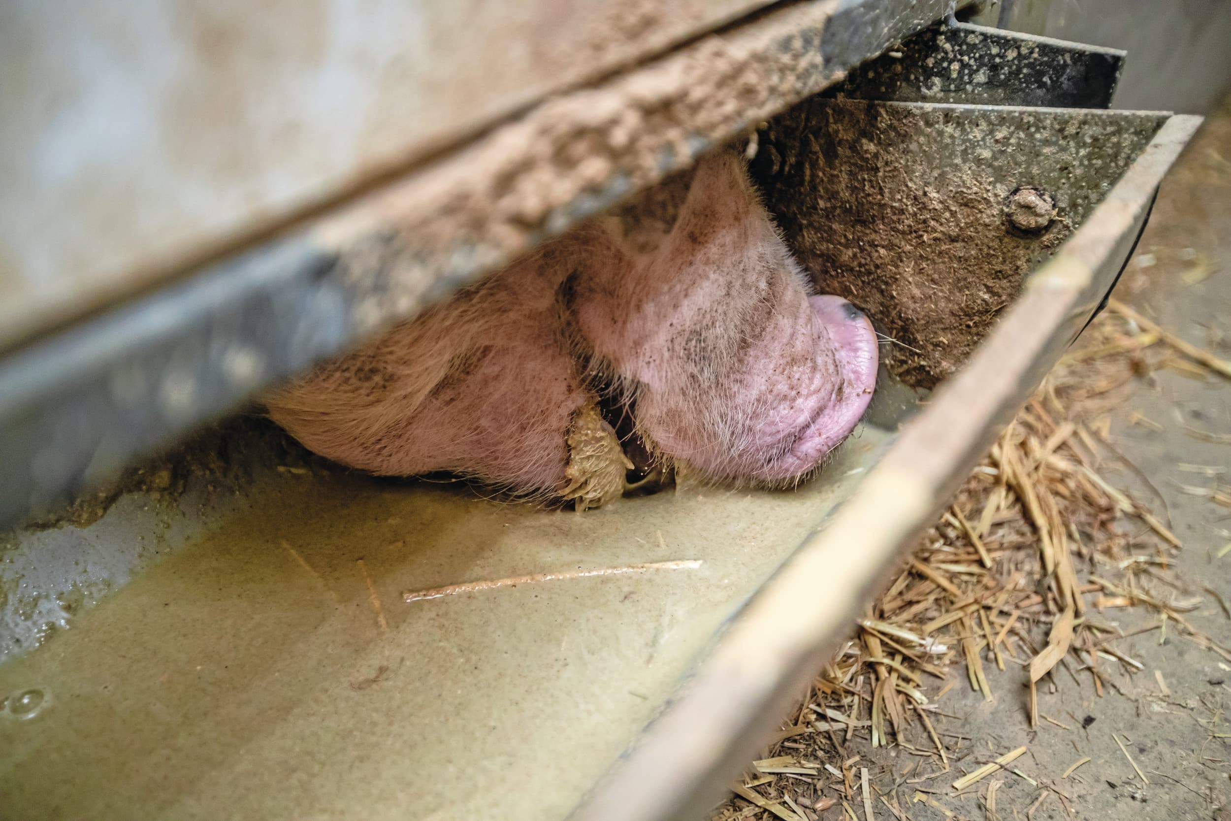 Varkens, pluimvee en runderen spelen een belangrijke rol bij het bereiken van een werkelijk circulaire economie. Foto: Ronald Hissink