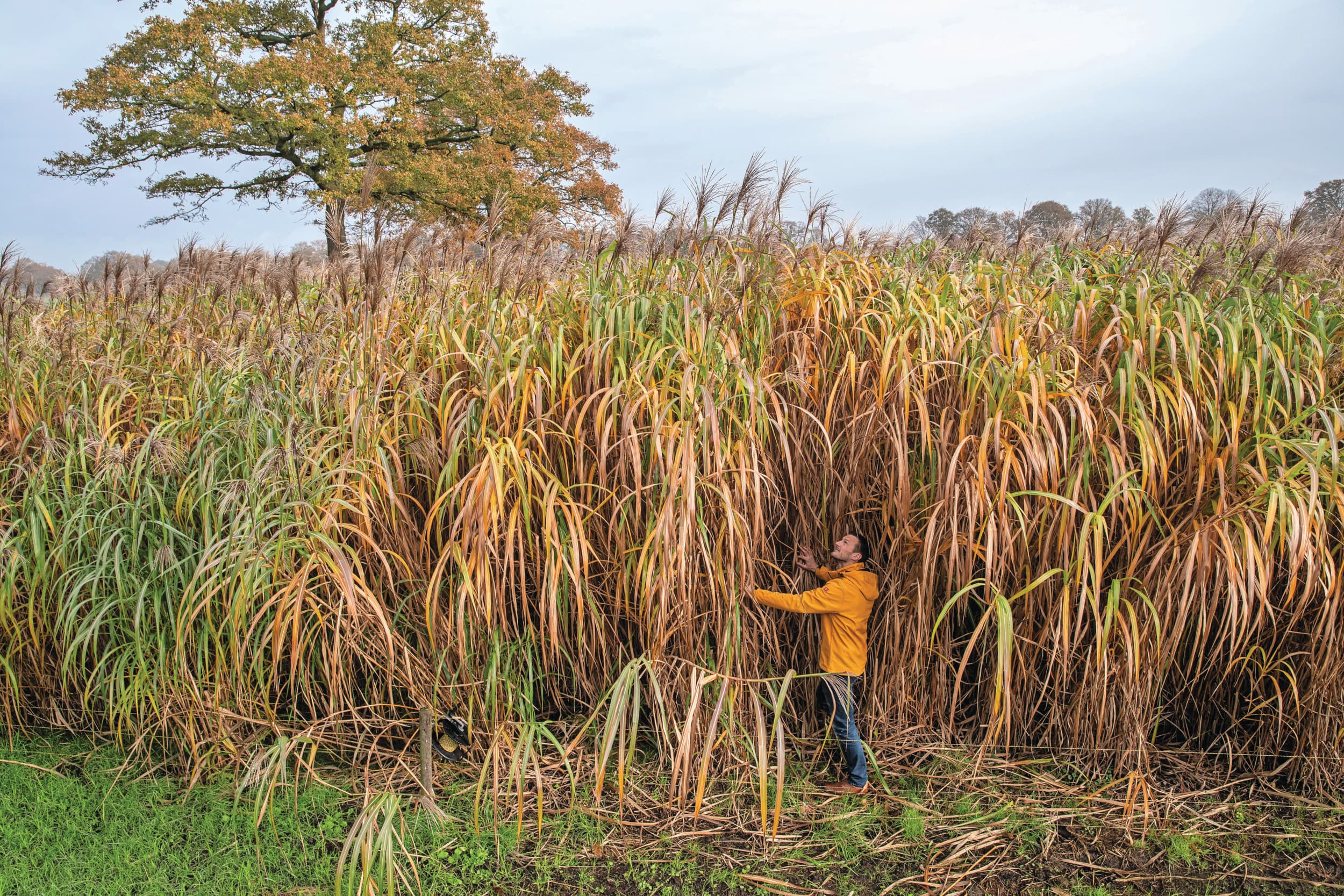 De teelt van olifantsgras en andere vezelgewassen als vlas en hennep in plaats van veehouderij kan het stikstofprobleem oplossen, voorziet Speciale Regeringsvertegenwoordiger Circulaire Economie (SRCE) Steven van Eijck. Foto: Ronald Hissink