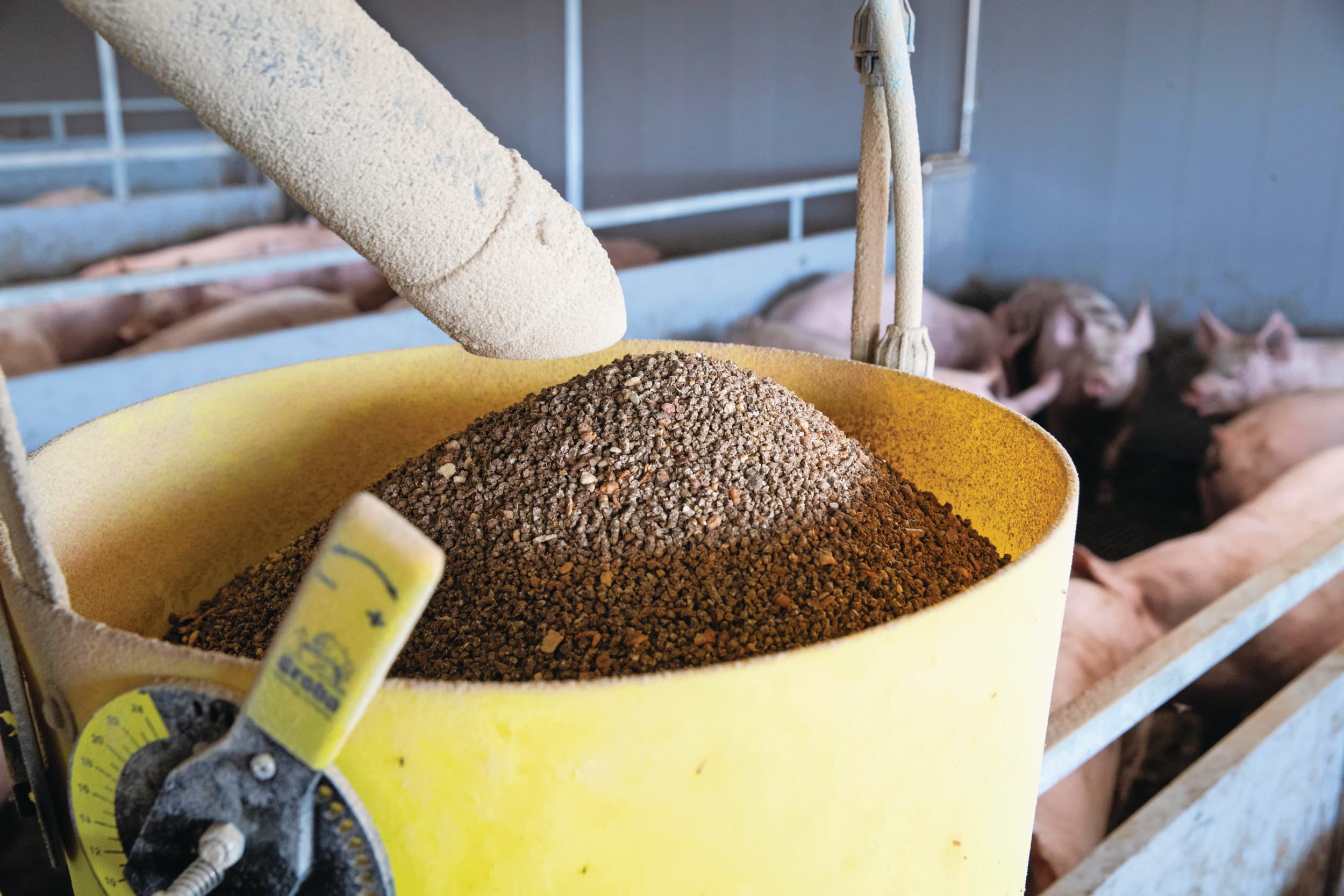 Voeding en voersoort zijn van invloed op de methaanemissie door de varkenshouderij. Maar het is nog onvoldoende onderbouwd hoe groot de effecten werkelijk zijn en waar de verschillen te maken zijn. Foto: Ronald Hissink