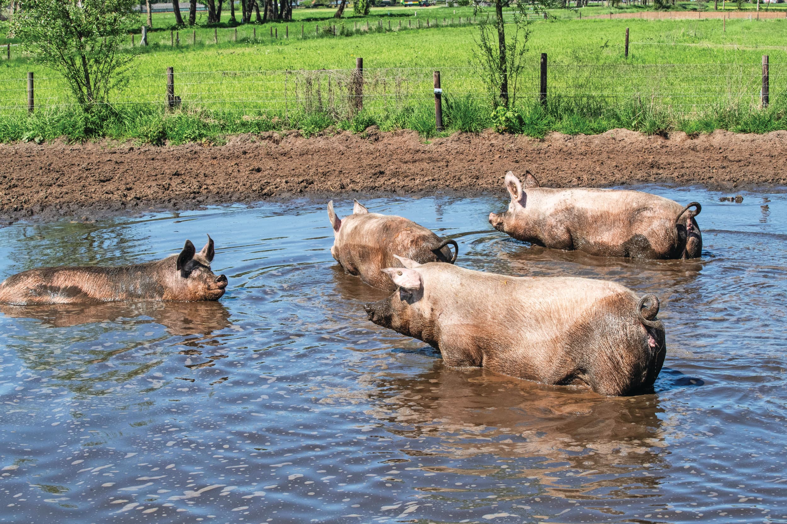 Biologische zeugen in een modderpoel. Volgens CBS telt Nederland in 2025 170 biologische varkensbedrijven, ten opzichte van 208 in 2024. Foto: Ronald Hissink
