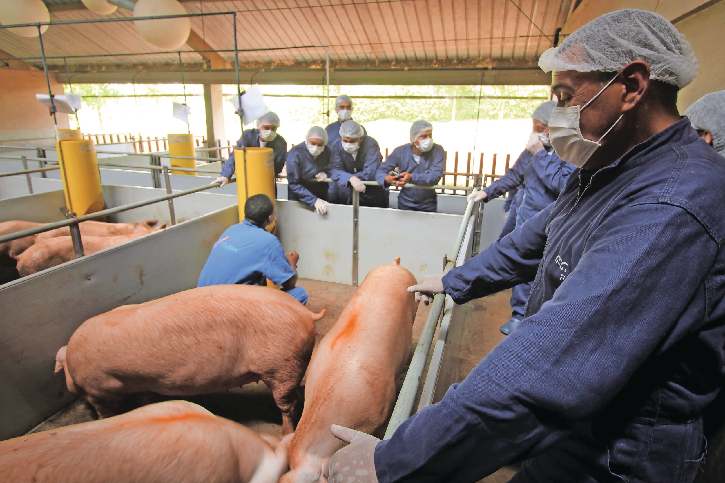 Interne bioveiligheid is essentieel om besmetting van varkens en mensen te voorkomen. Het dragen van handschoenen en maskers wordt gezien als een eenvoudig maar effectief middel, maar naleving van de 'draagplicht' is van groot belang. Foto: Vincent ter Beek