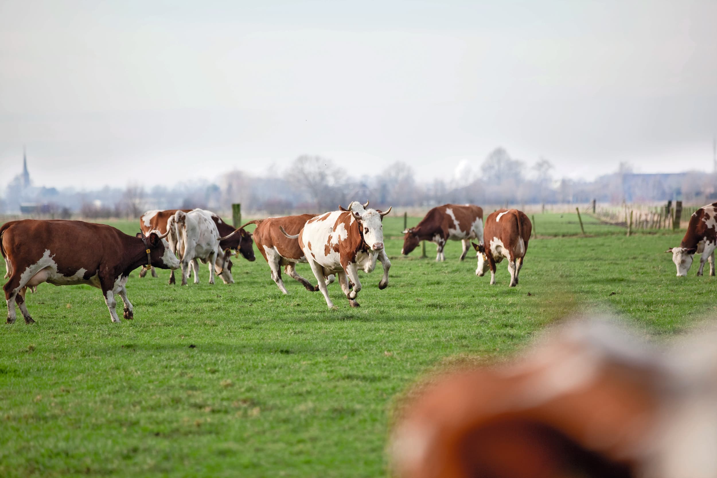 cbs jonge boeren
