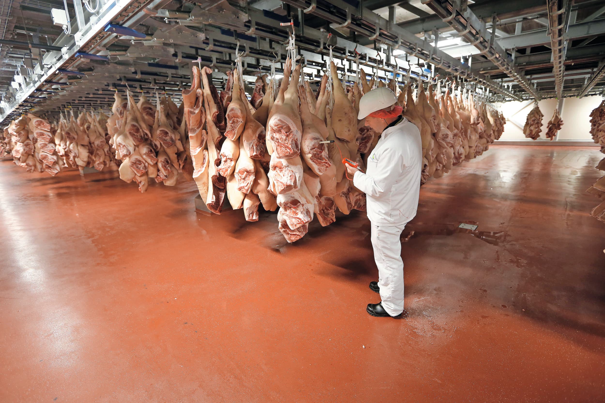 De wereldwijde varkensvleeshandel gaat groeien volgens Rabobank, want er zijn tekorten in Mexico, Zuidoost-Azië en Japan. Daarvan profiteren exporteurs zoals Brazilië en de EU. Foto: Bert Jansen