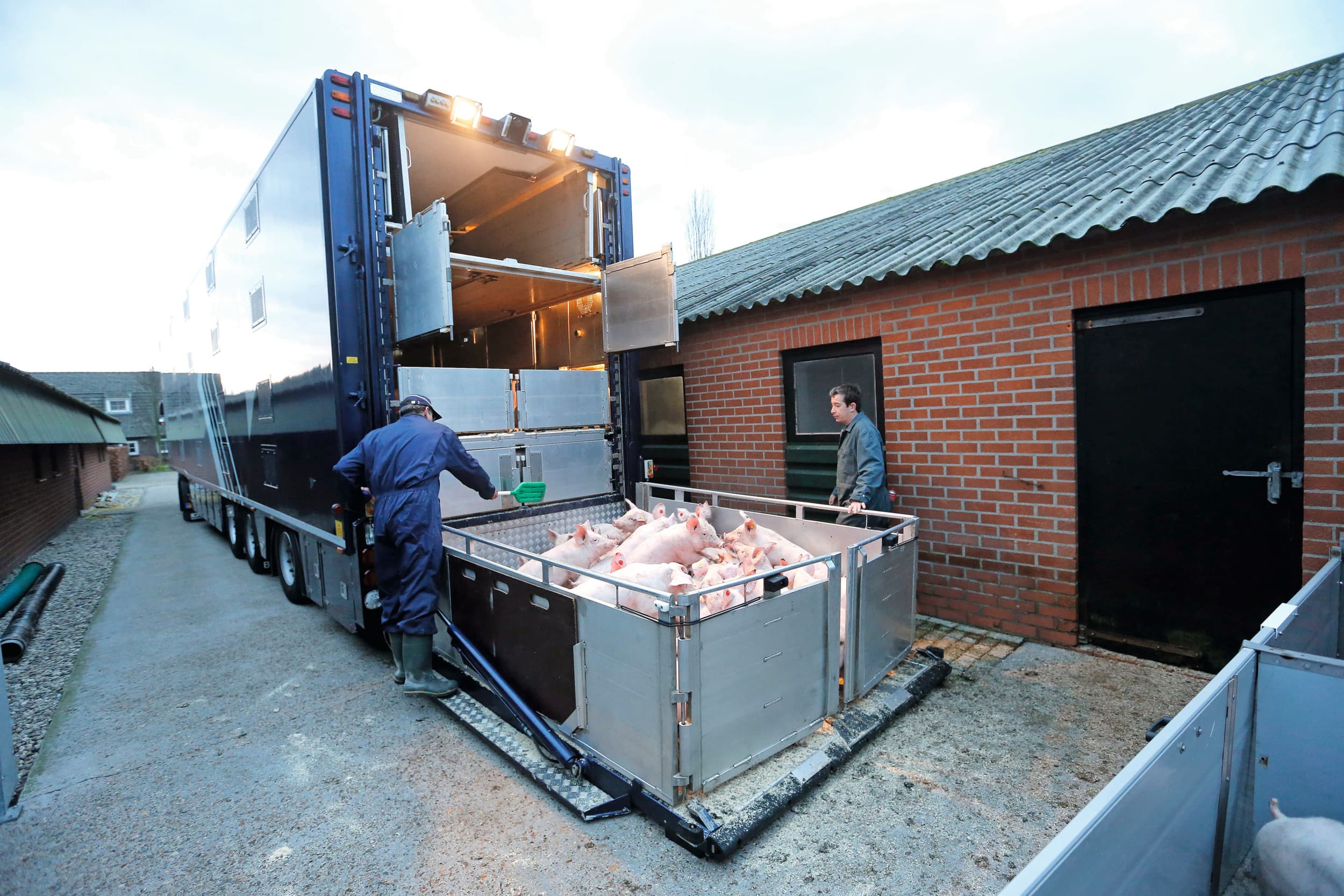 In het eerste halfjaar gingen veel minder biggen op export naar Duitsland. Foto: Bert Jansen