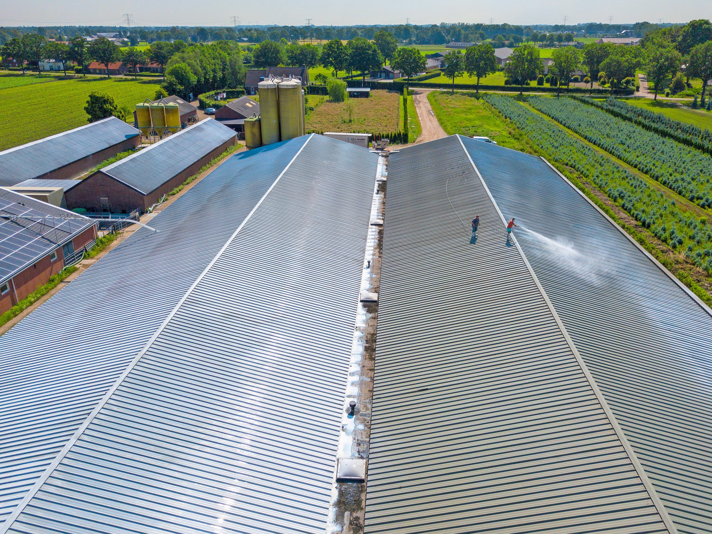 Krijten van het dak van een varkensstal om de hitte buiten te houden. Voor investeringen in maatregelen tegen opwarming van de aarde moet je jaren vooruit denken. Foto: Bert Jansen