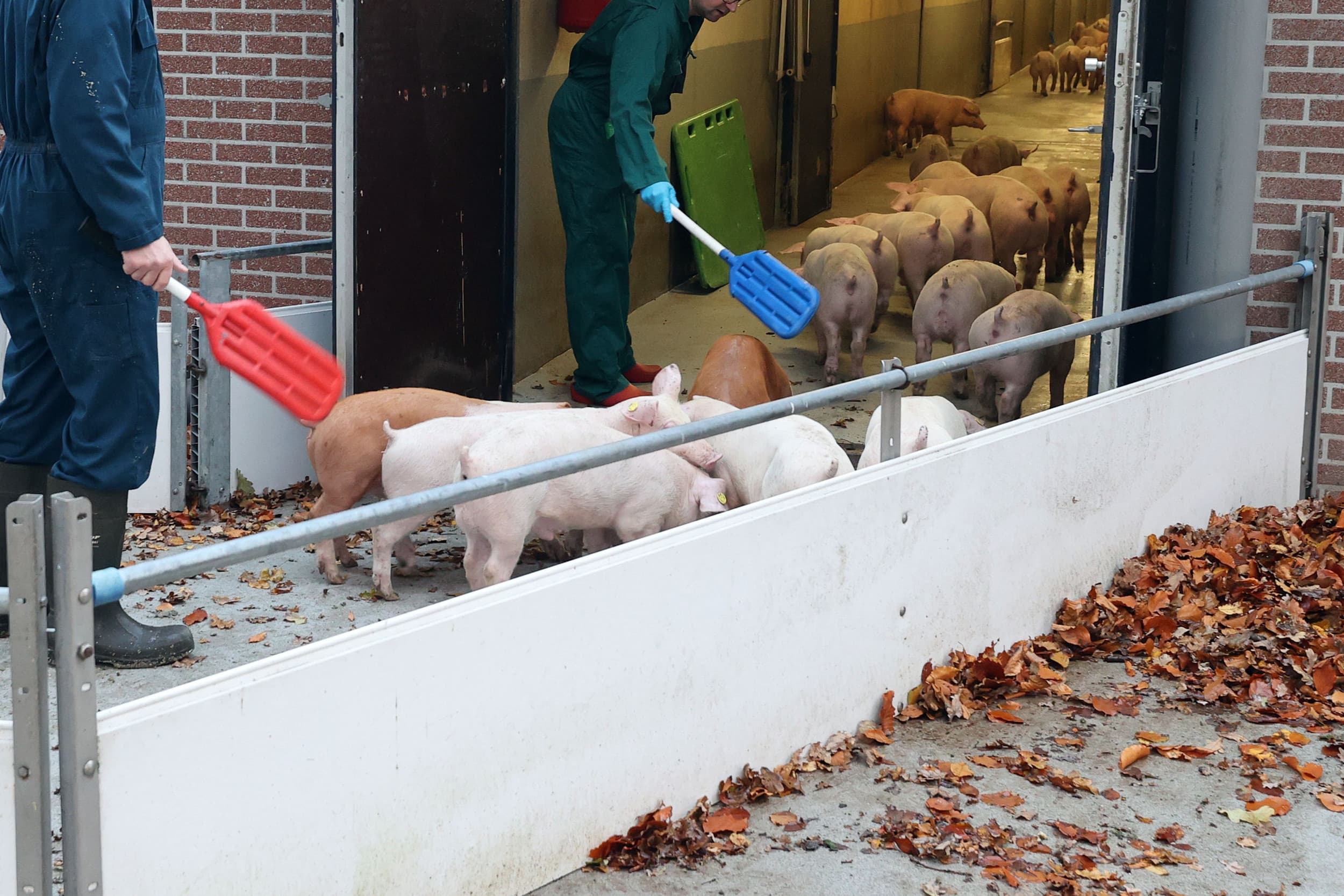 Transparantie over gezondheidsstatus en logistiek transport kan verspreiding van ziekten bij varkens sterk beperken en de sector gezonder maken schrijft columnist Rick Jansen. Foto: Bert Jansen