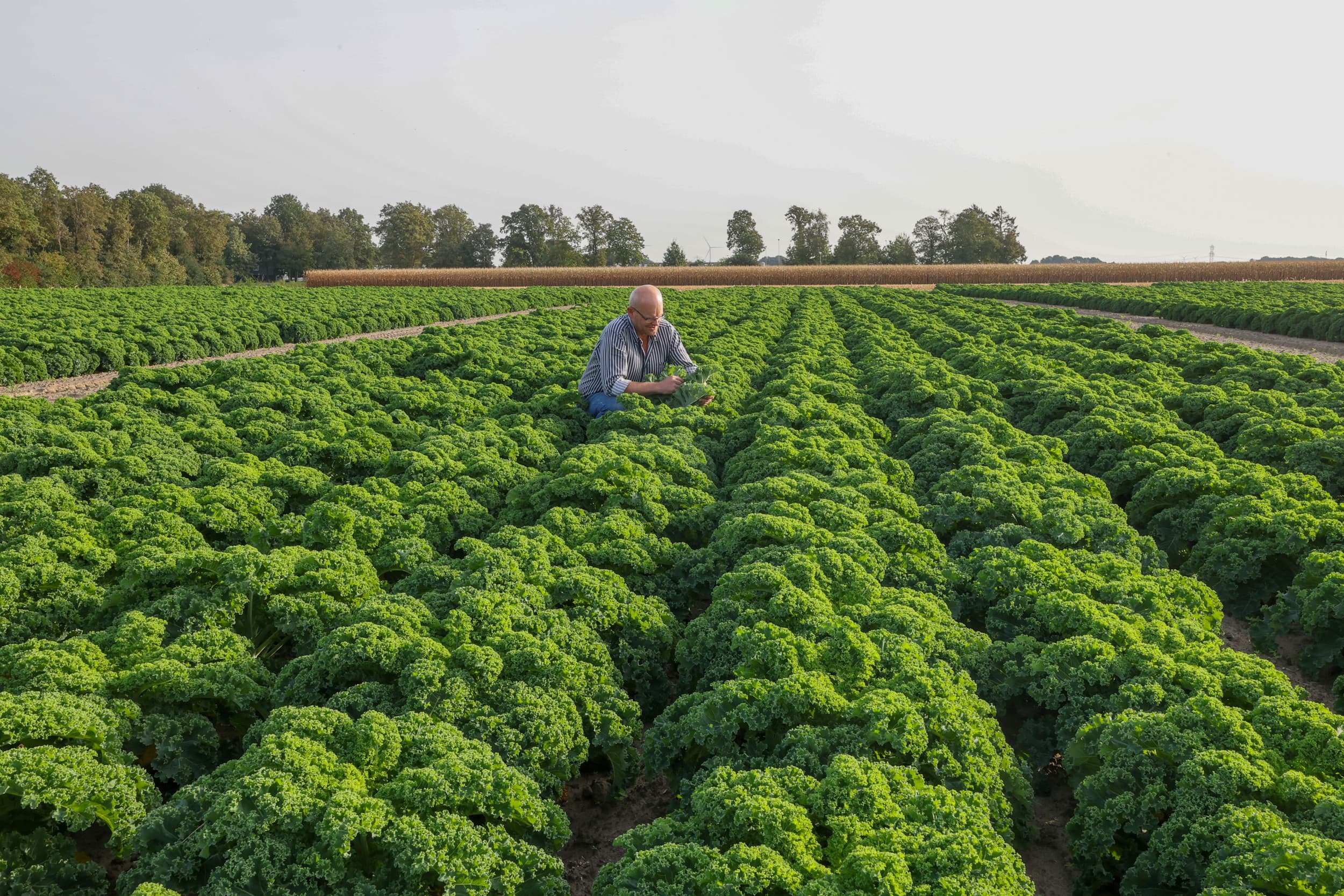 Voedselzekerheid krijgt strategische aandacht van kabinet en Defensie, met plannen voor crisisaanpak en investeringen via NAVO-budget. Foto ter illustratie. Foto: Bert Jansen