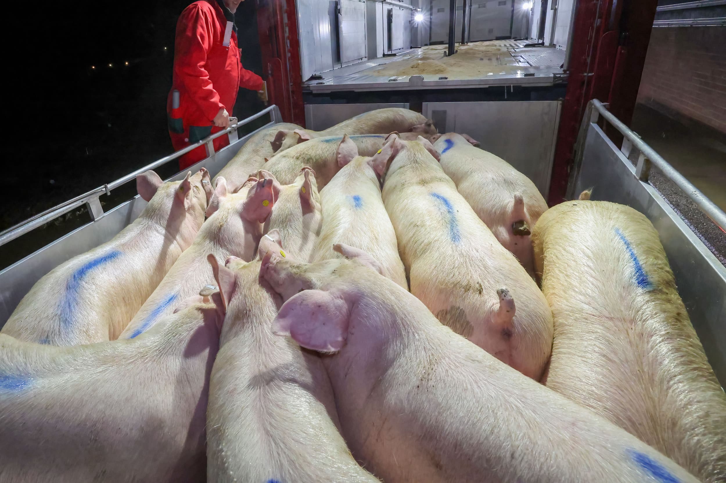 Nederlandse slachterijen krijgen minder varkens aan de haak. De productie daalt door sanering en krimp van de varkensstapel, meldt het CBS. Foto: Bert Jansen