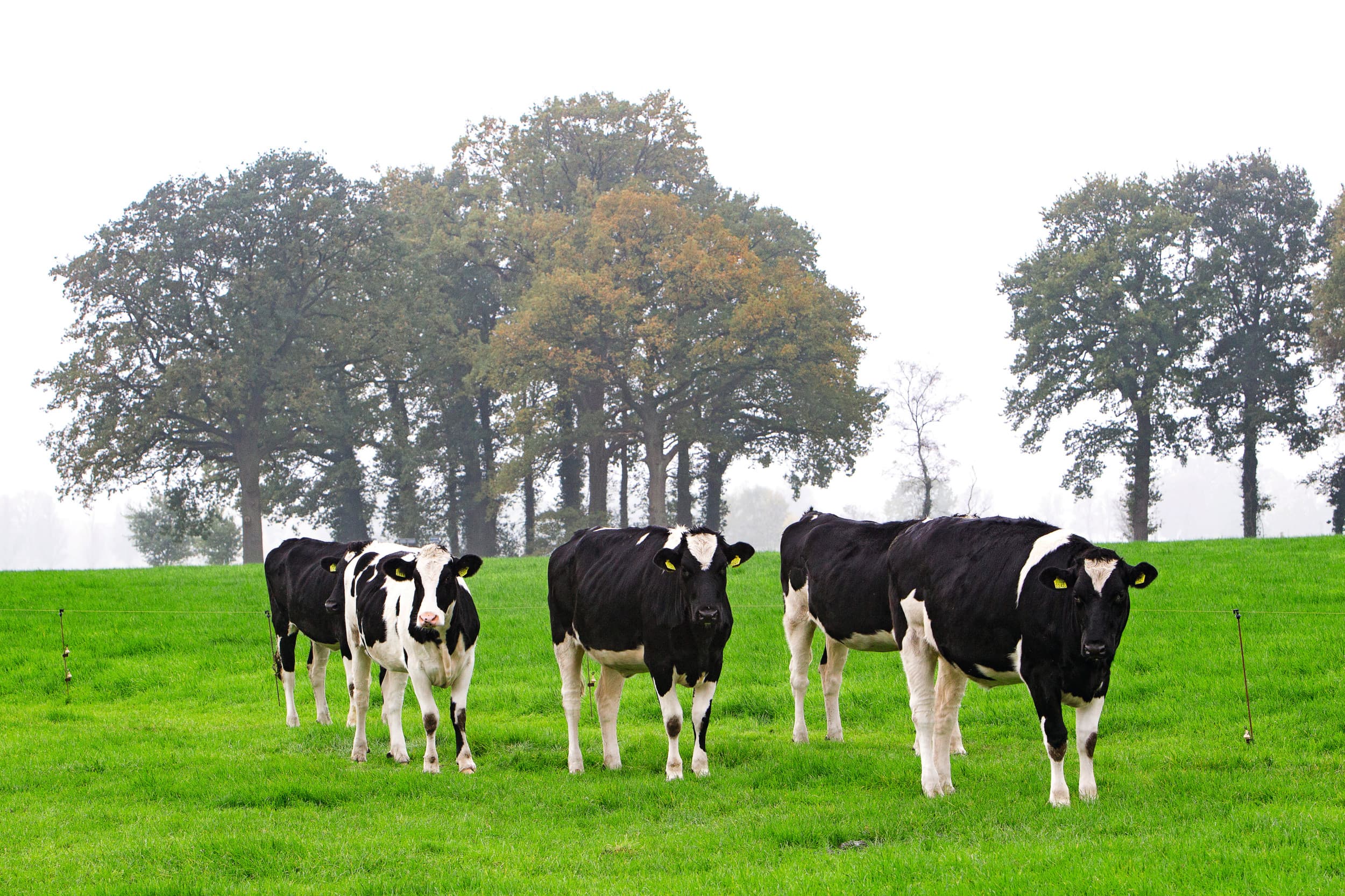 In Nederland zijn 4.955 jonge boeren, blijkt cijfers van het Centraal Bureau voor de Statistiek. Foto: Ronald Hissink