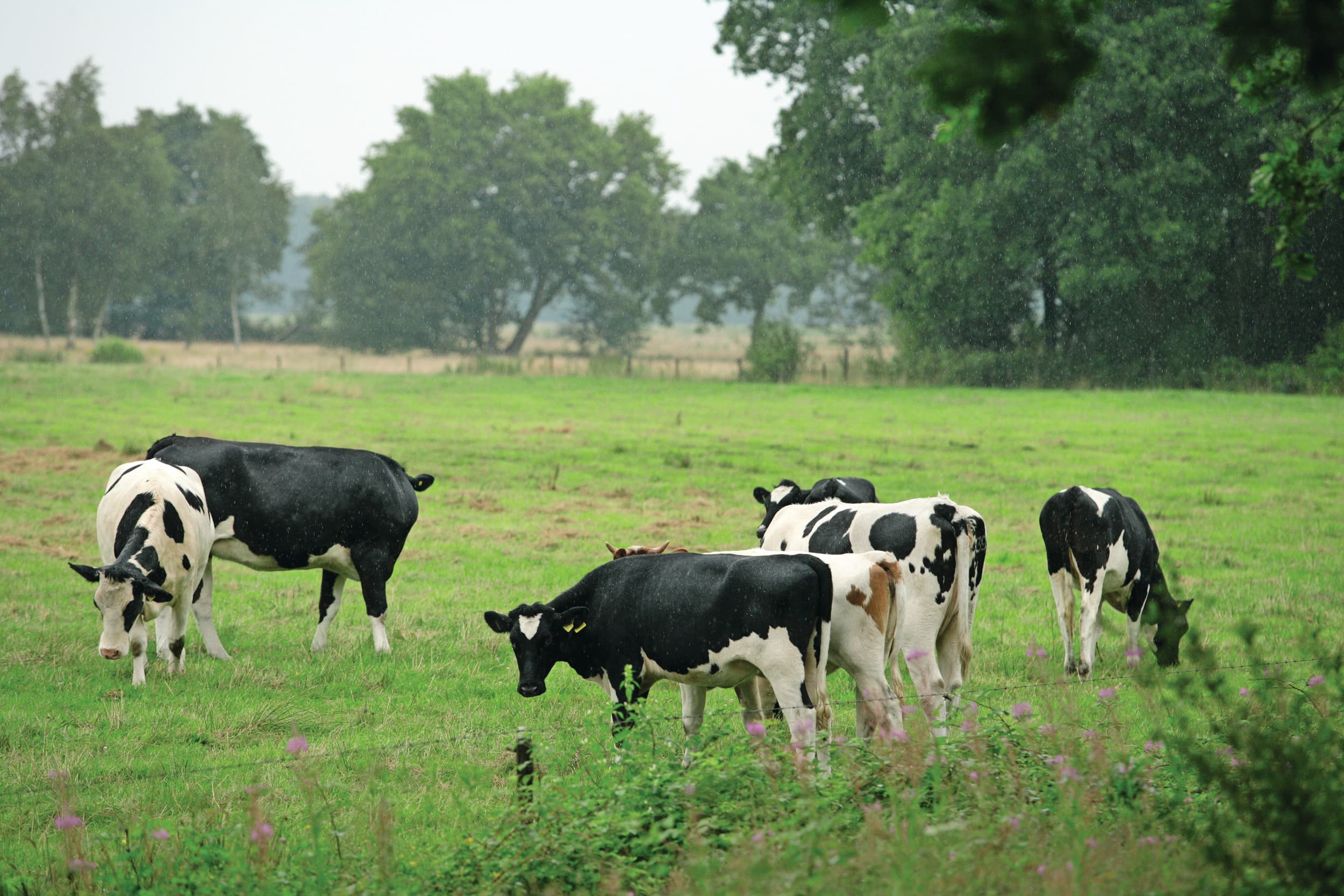 Het extra budget voor de provinciale beëindigingsregelingen is onder andere bestemd voor bedrijven in beekdalen. Foto: Jan Willem Schouten