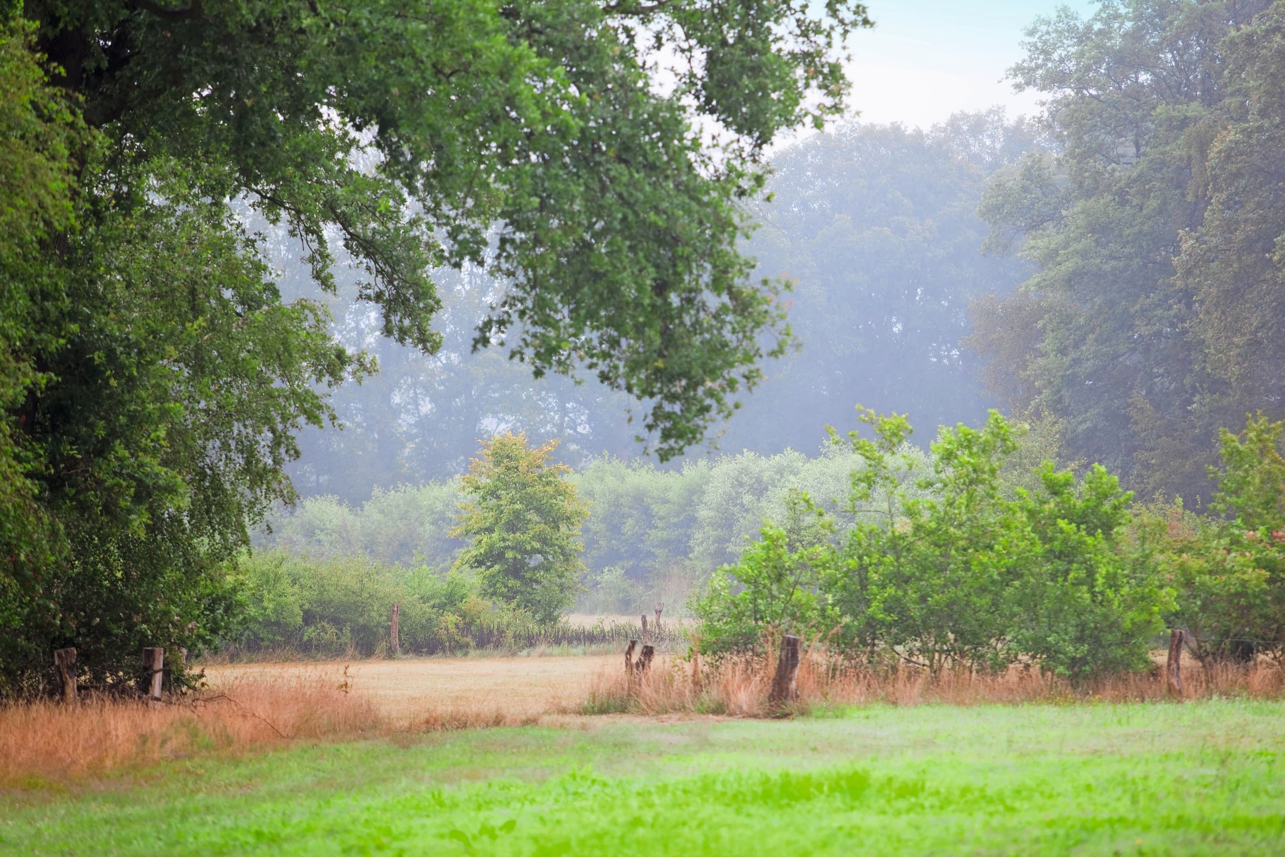 melkveehouderij CO2-reductie bomen houtwallen