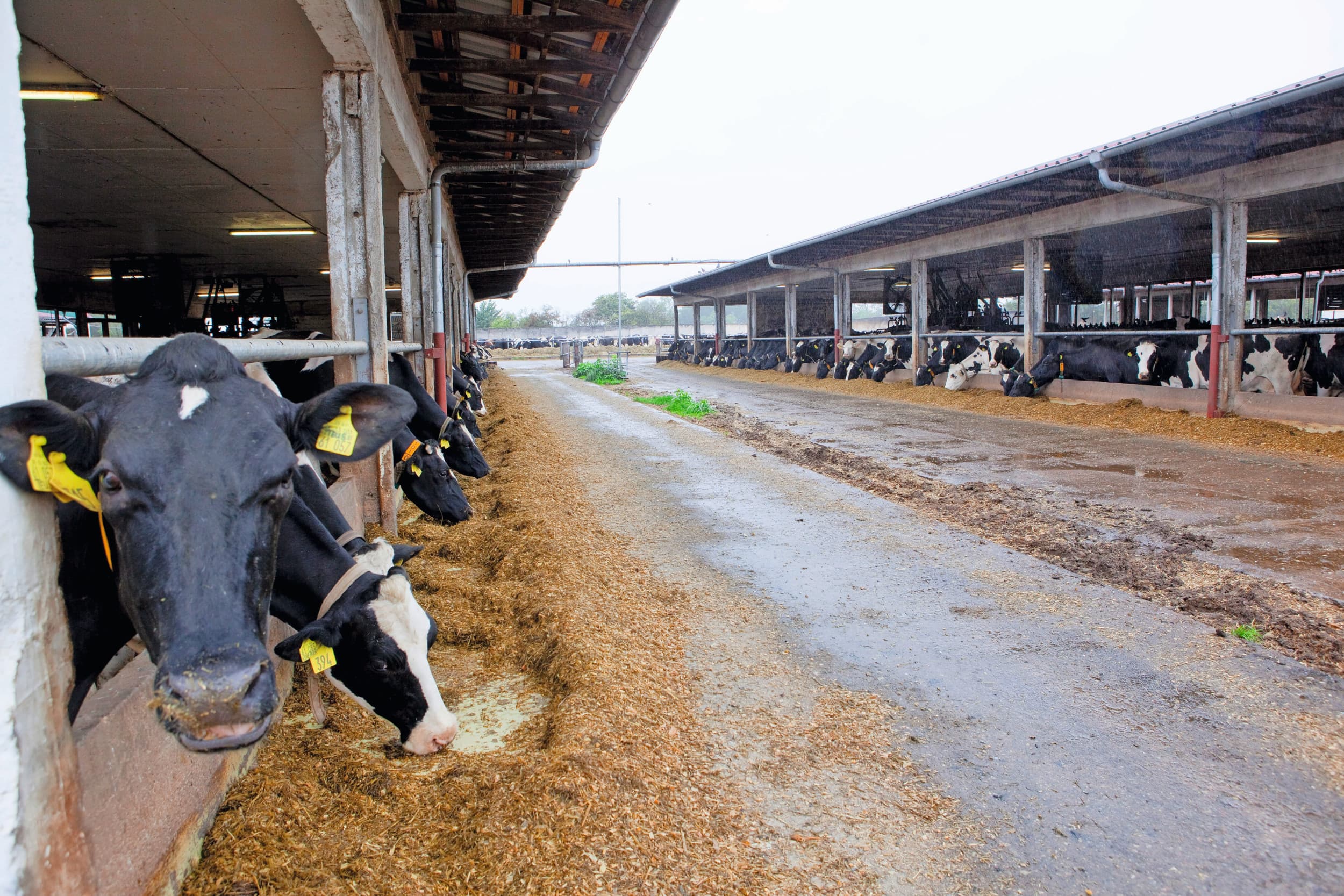vleeskoeien slachtvarkens export duitsland