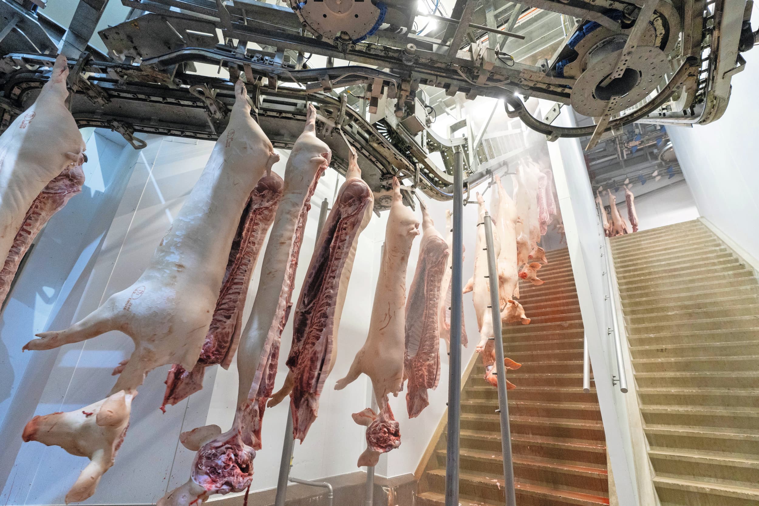 De export van varkensvlees naar derde landen blijft goed op peil. Dit ondersteunt de varkensprijs in Europa. Foto: Jan Willem Schouten