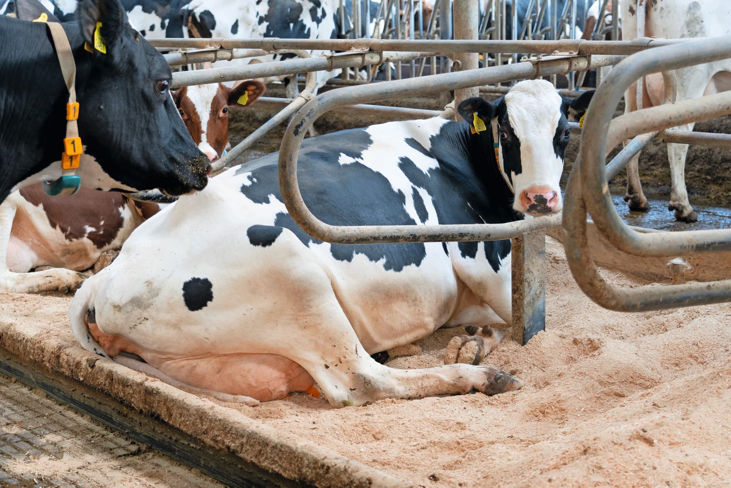 mastitis