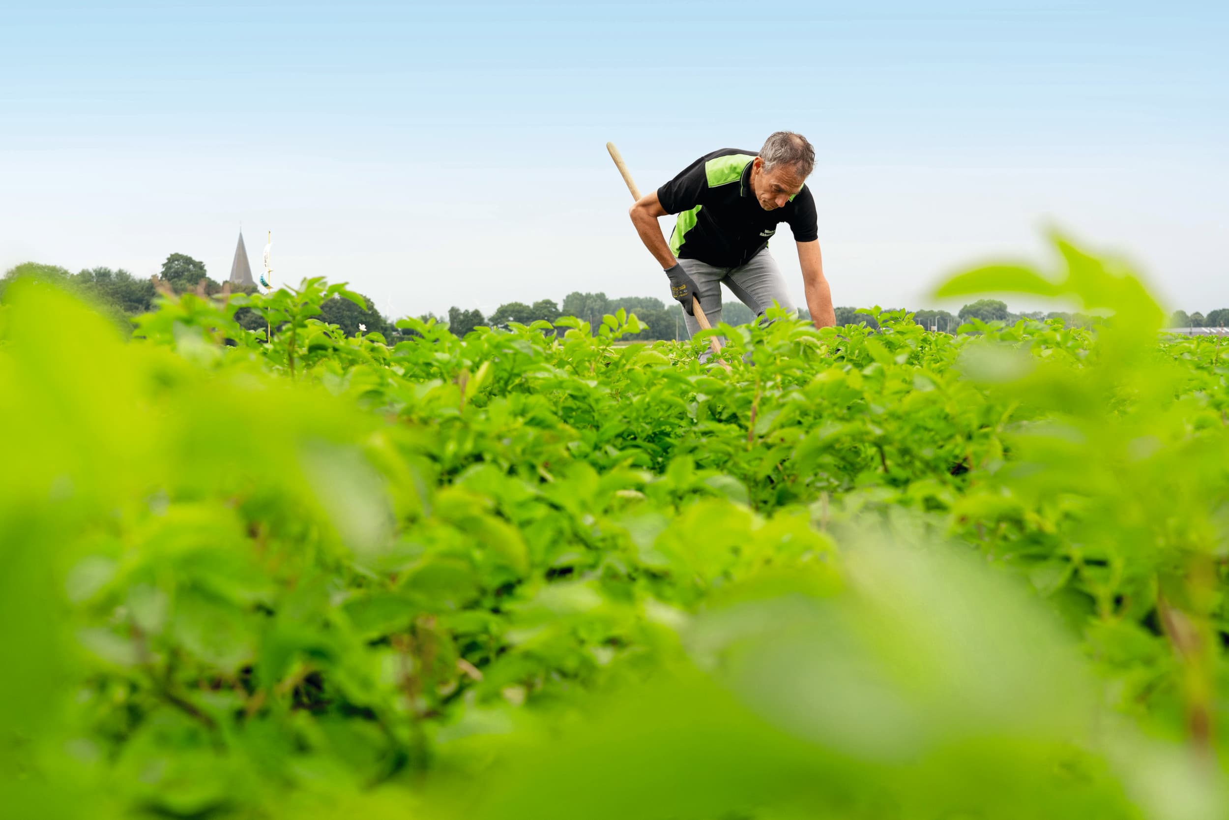 Hoewel de totale vraag naar aardappelen momenteel wat afneemt, blijft de vraag naar duurzamer geteelde aardappelen juist toenemen. Foto: Jan Willem Schouten