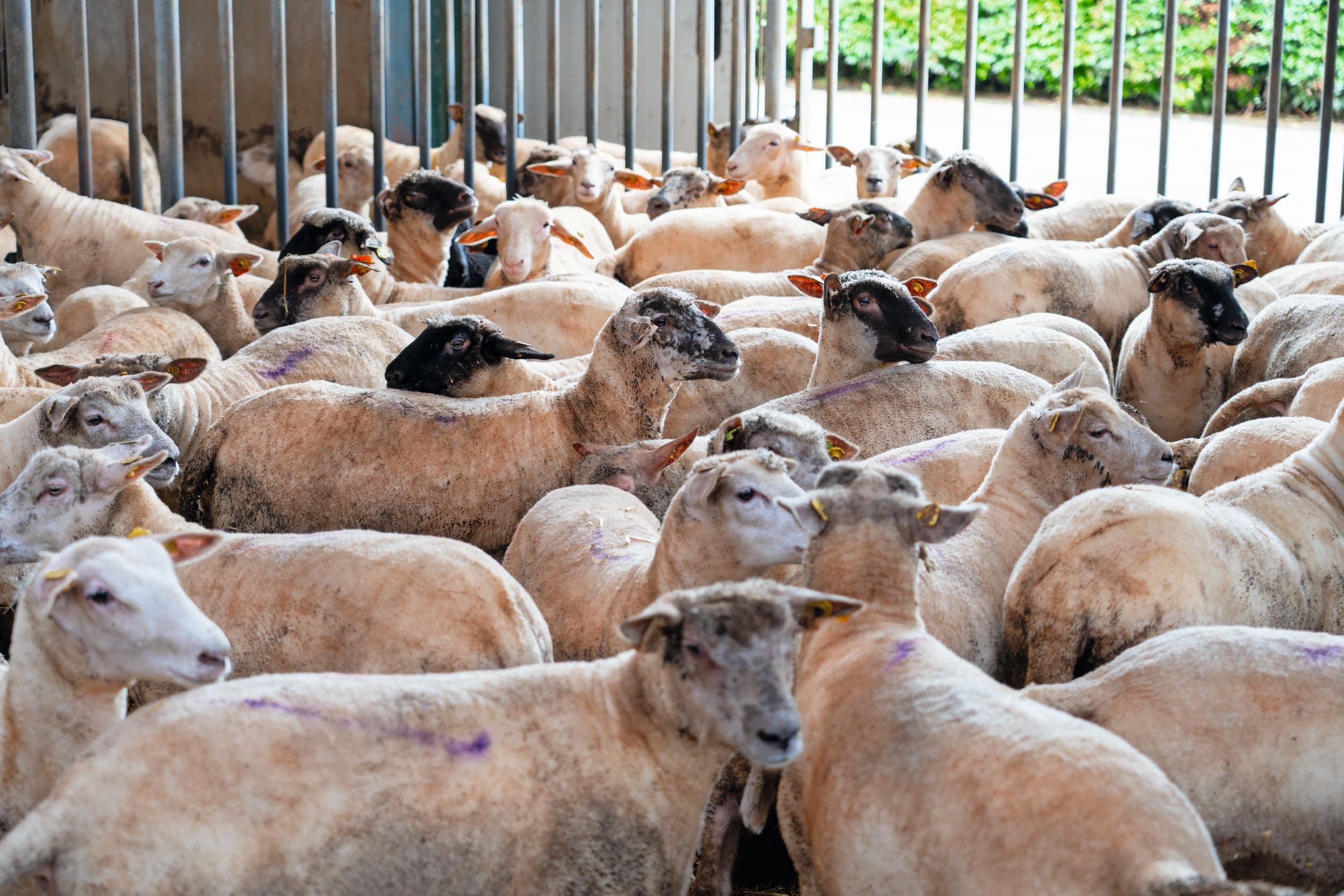 Exportstal met schapen. Foto: Jan Willem Schouten