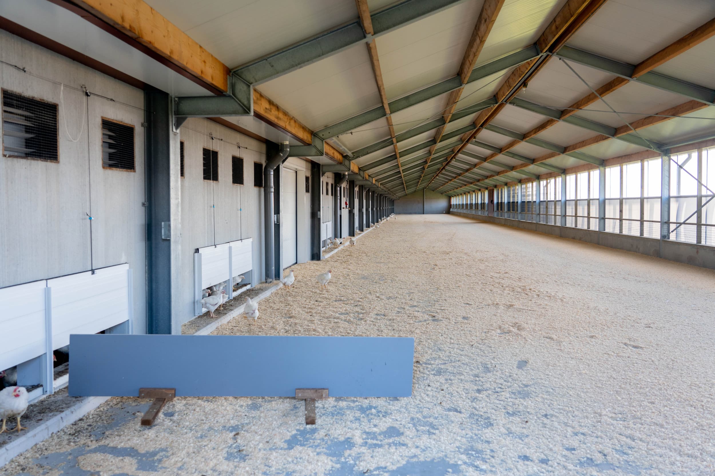 Overdekte uitloopruimte voor Beter Leven 1 ster. "De tijdsdruk bij vergunningen voor omschakeling wordt nijpender", zegt Peter van de Pas (LTO/NOP). Foto: Jan Willem Schouten