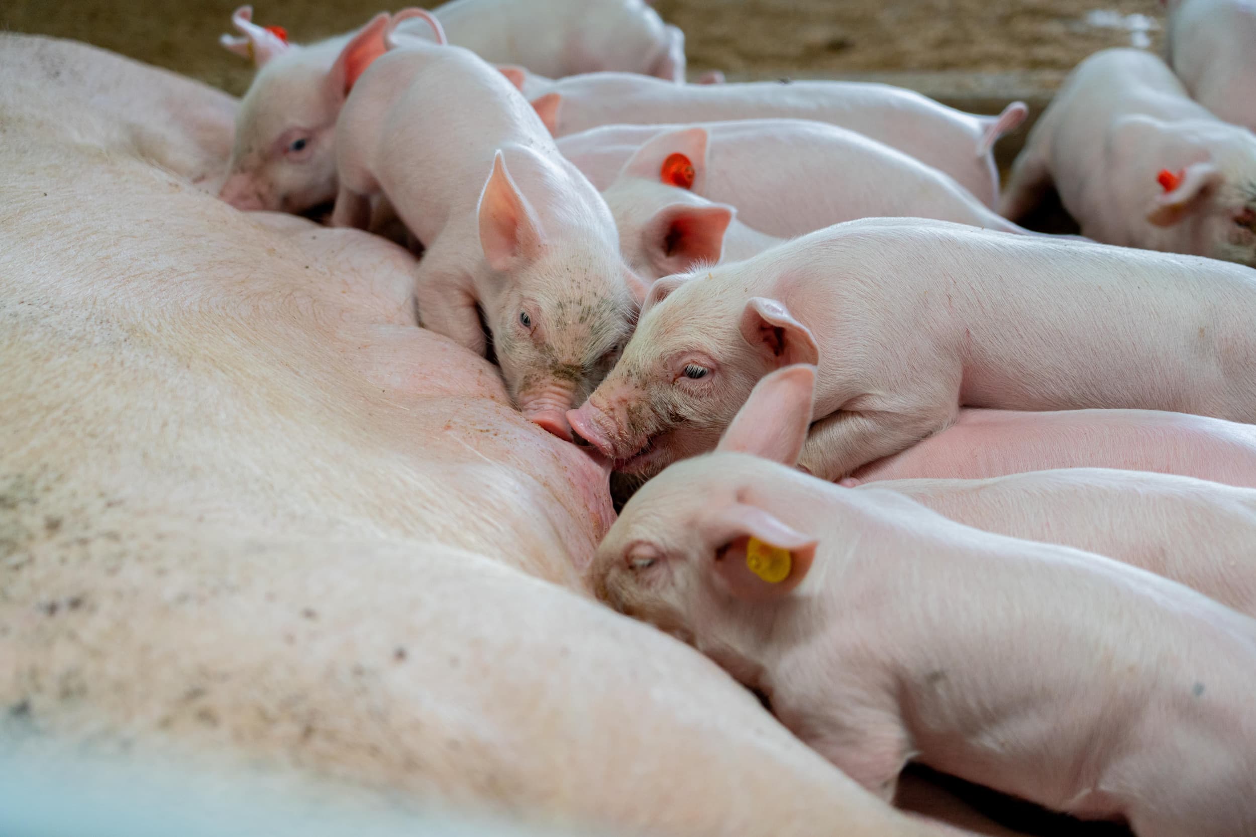 Hogere varkensgezondheid kan ook zonder volledige Depop-Repop. PRRS en Mycoplasma zijn uit te roeien met een goed plan en biosecurity, stelt columnist Rick Jansen.