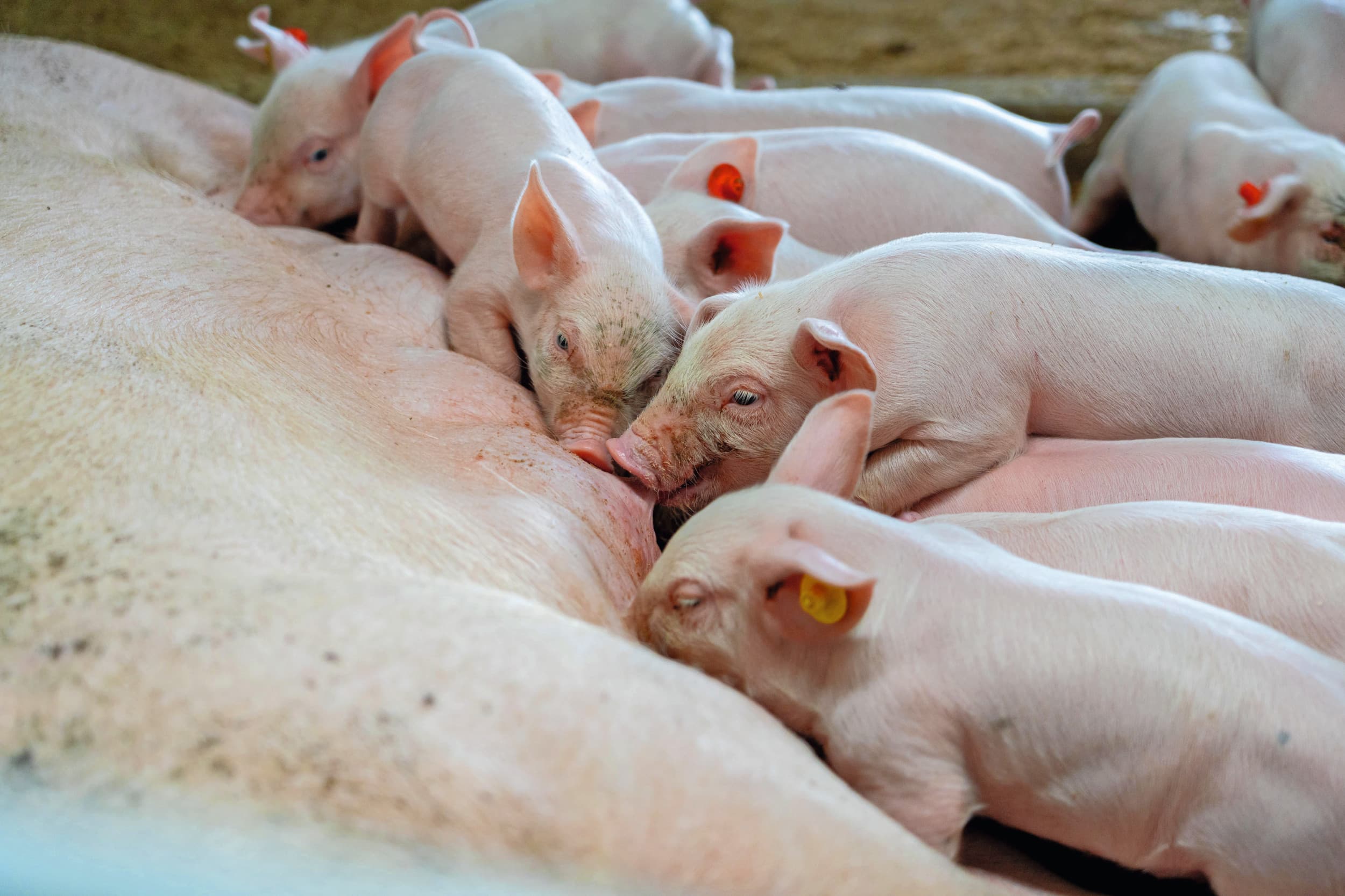 InterPIG stelde een wereldwijde efficiëntieranglijst voor varkensproductie op, waar totale productie wordt teruggebracht naar productie per zeug. Foto: Jan Willem Schouten