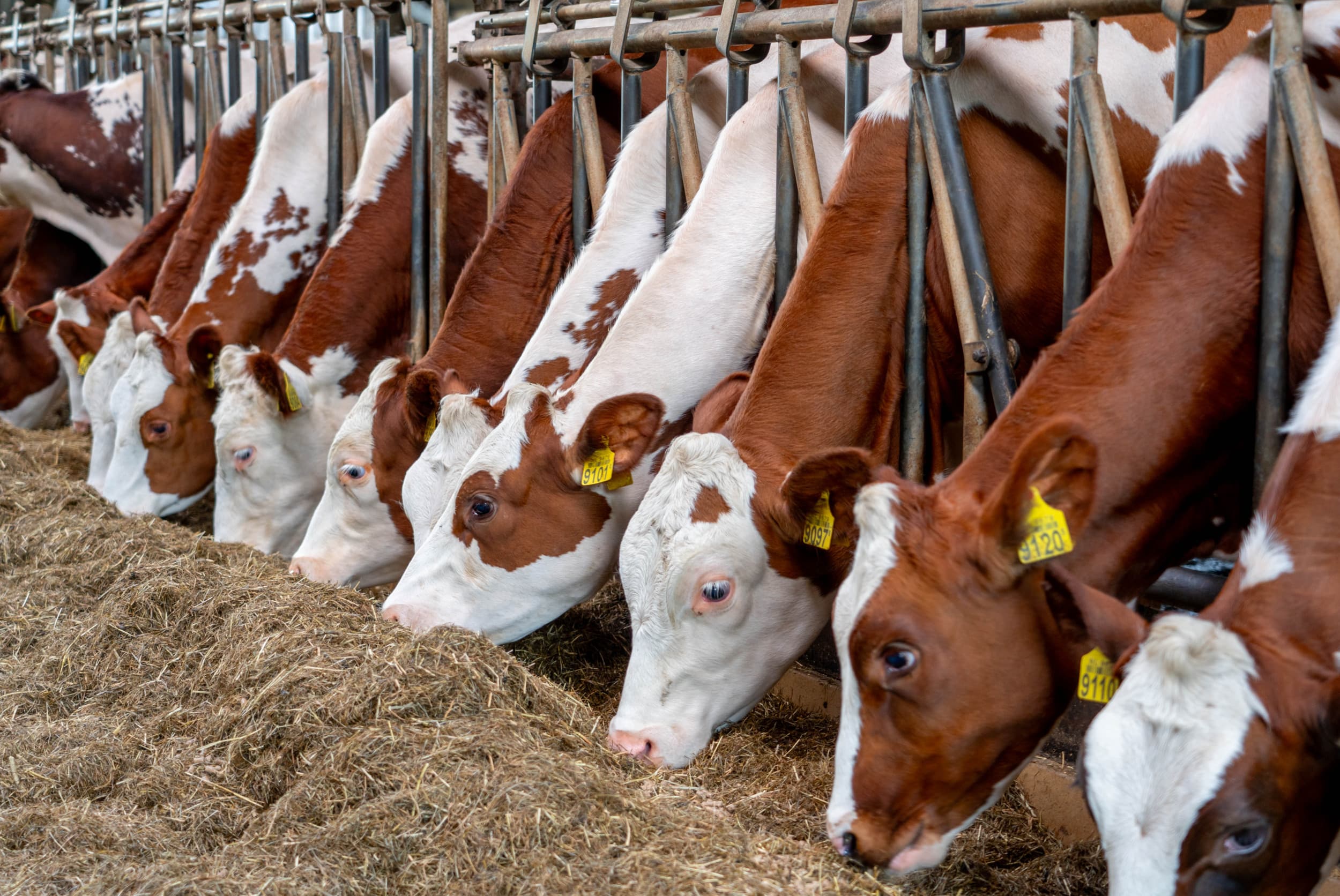 Qlip verwacht tot 2027 een krimp van bijna 6% in het aantal melkveebedrijven. In 2030 resteert nog ruim 10.000 bedrijven met 1,4 miljoen koeien. Foto: Jan Willem Schouten